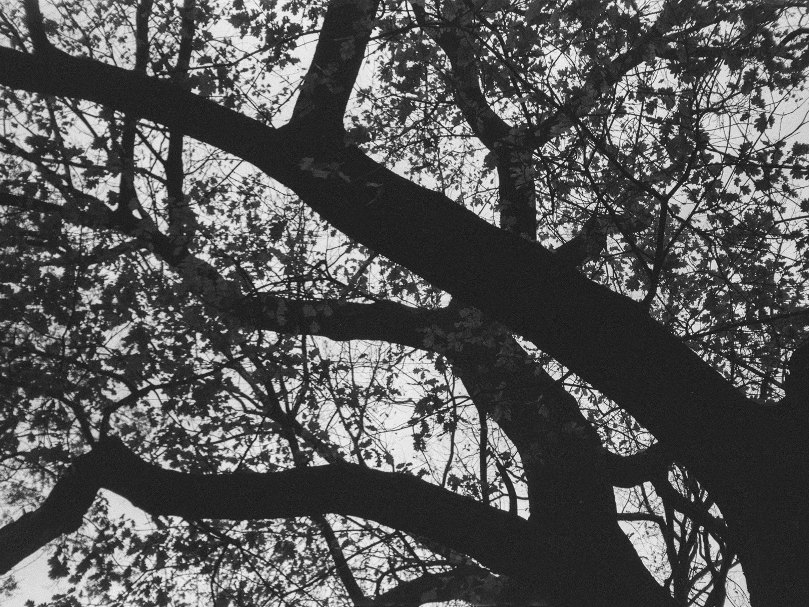 2025, Fomapan 200