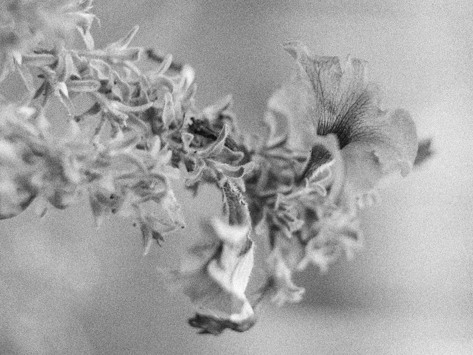 2024, Fortepan 100 (протерміновка 2012)
