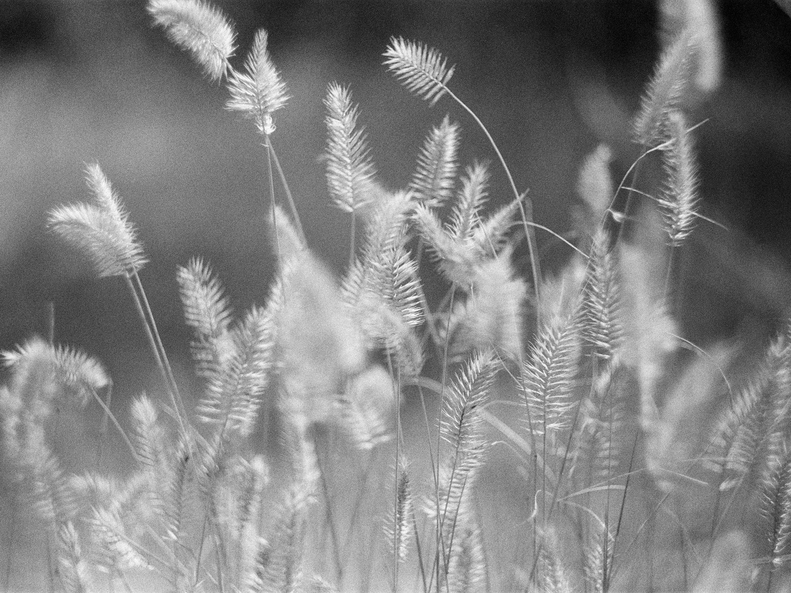 Ilford HP5 Plus 400