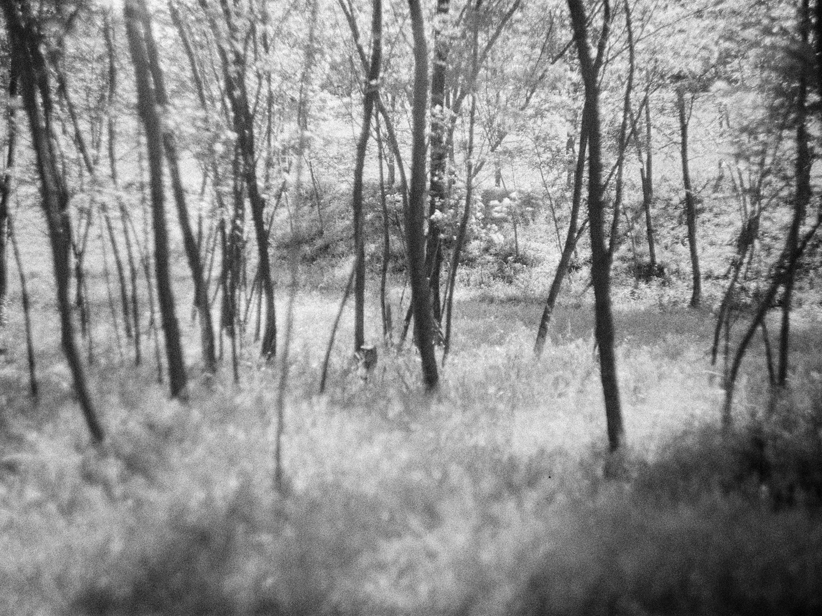 Fortepan 100 (exp. 2012)