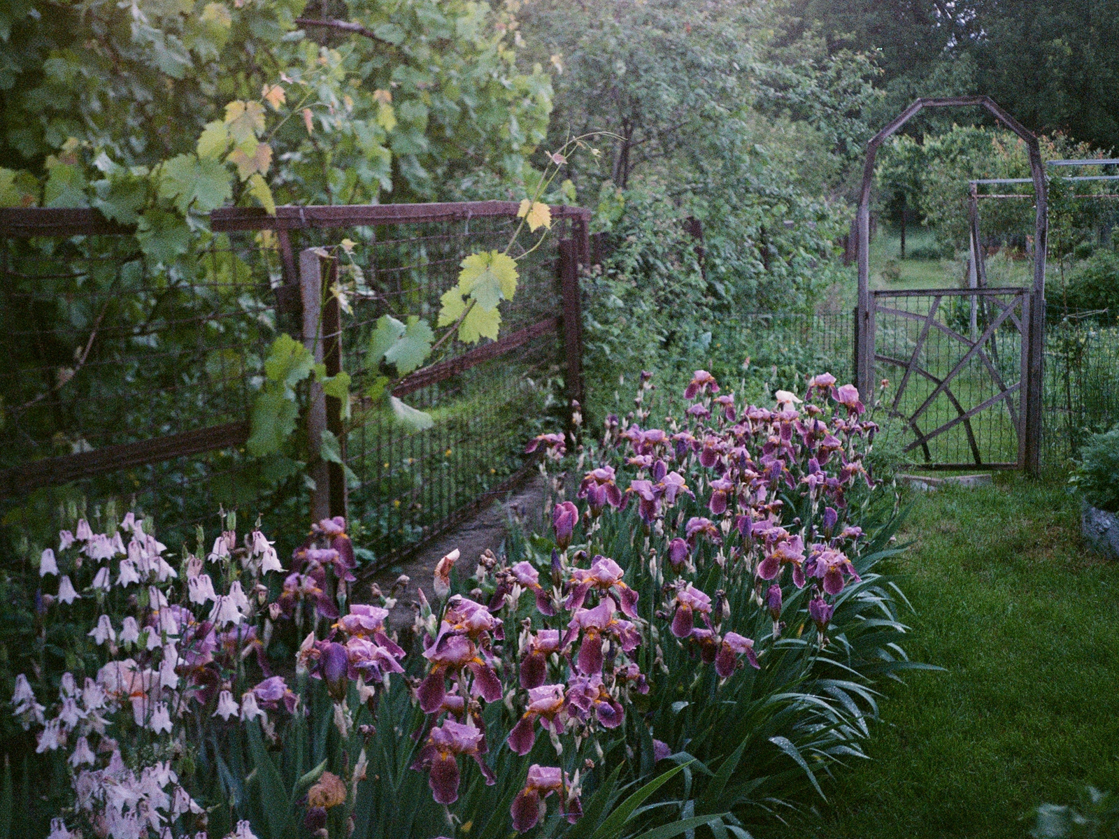2026, Fujifilm Superia X-TRA 400 (протерміновка 2010)