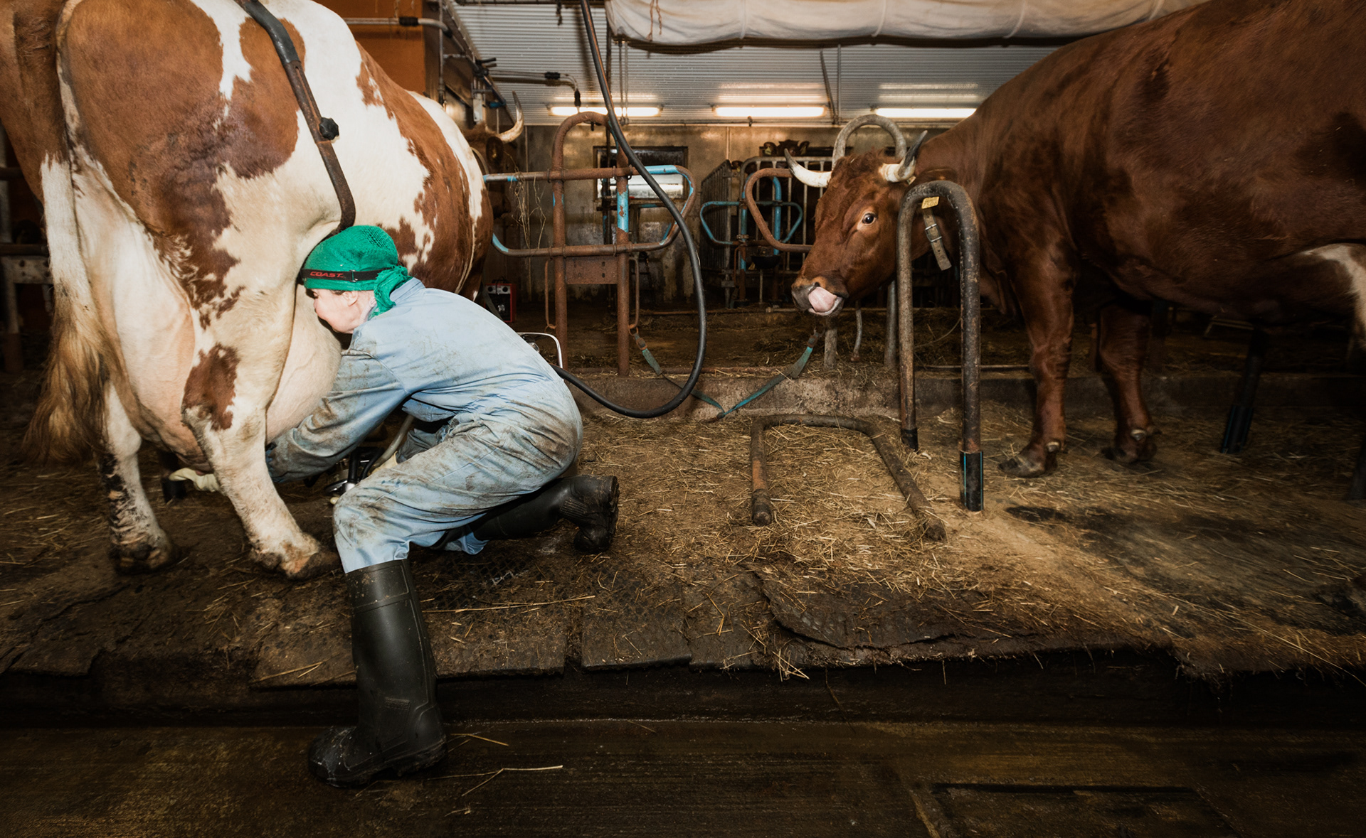 Lypsyaika, Navetassa on lypsyaika vaikka maitoauto ei suostukaan enää hakemaan maitoa pienen tuotantomäärän vuoksi. 73-vuotiaan Airi Kejosen mielestä navettahommat ovat kevyttä metsänhoitoon ja lumitöihin verrattuna.