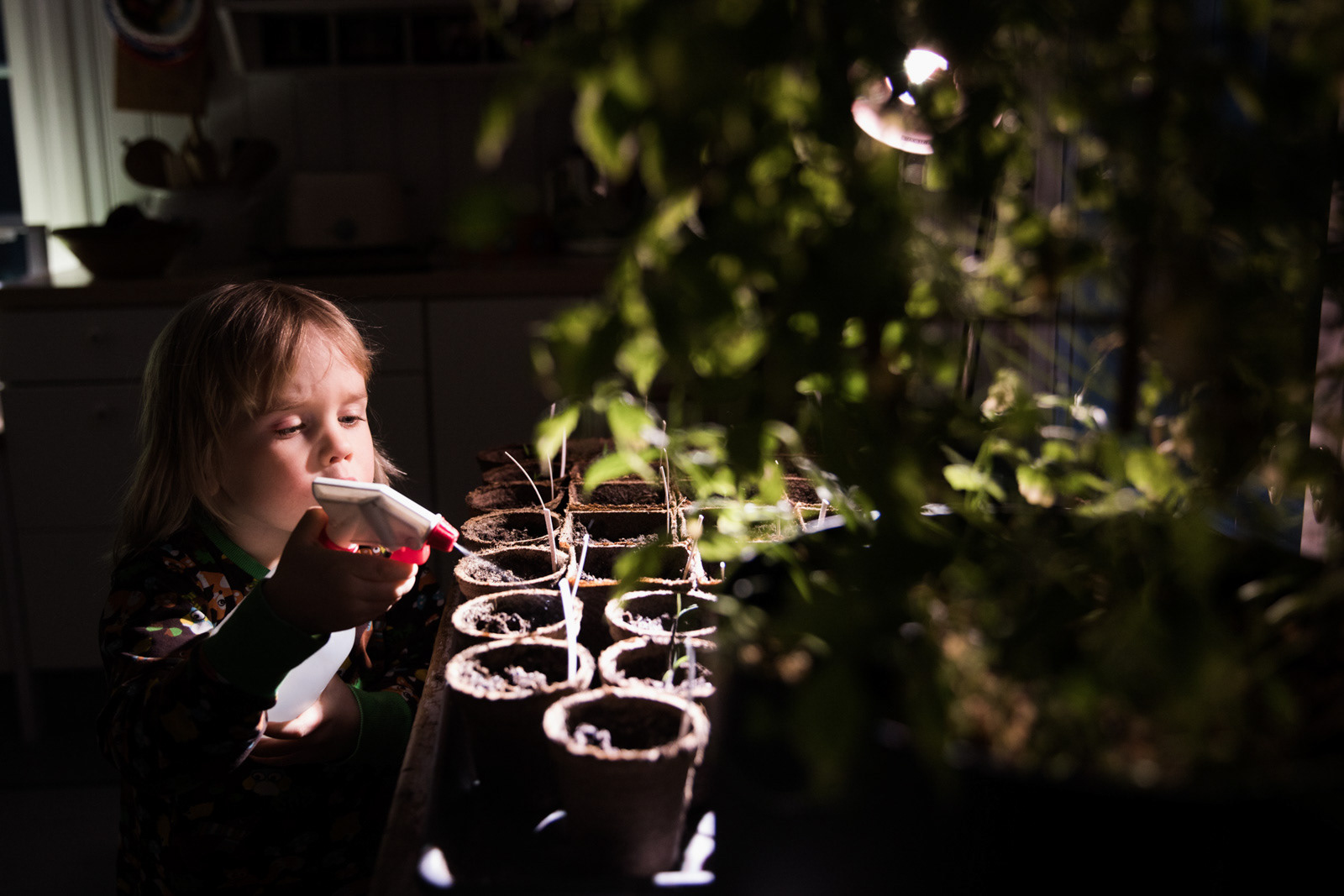 Hoidosta huolimatta taimet vain homehtuu, onneksi kuolemattomuuden yrtti kasvaa vahvana ja kirkkaan vihreänä.