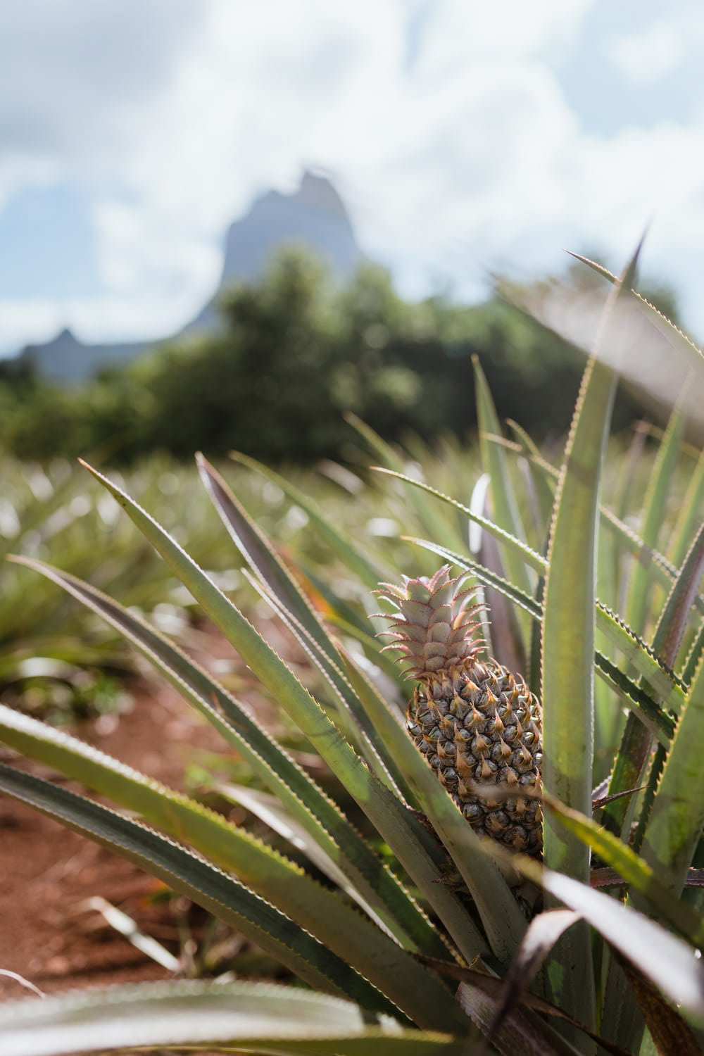 Pineapple fields, Moorea, French Polynesia