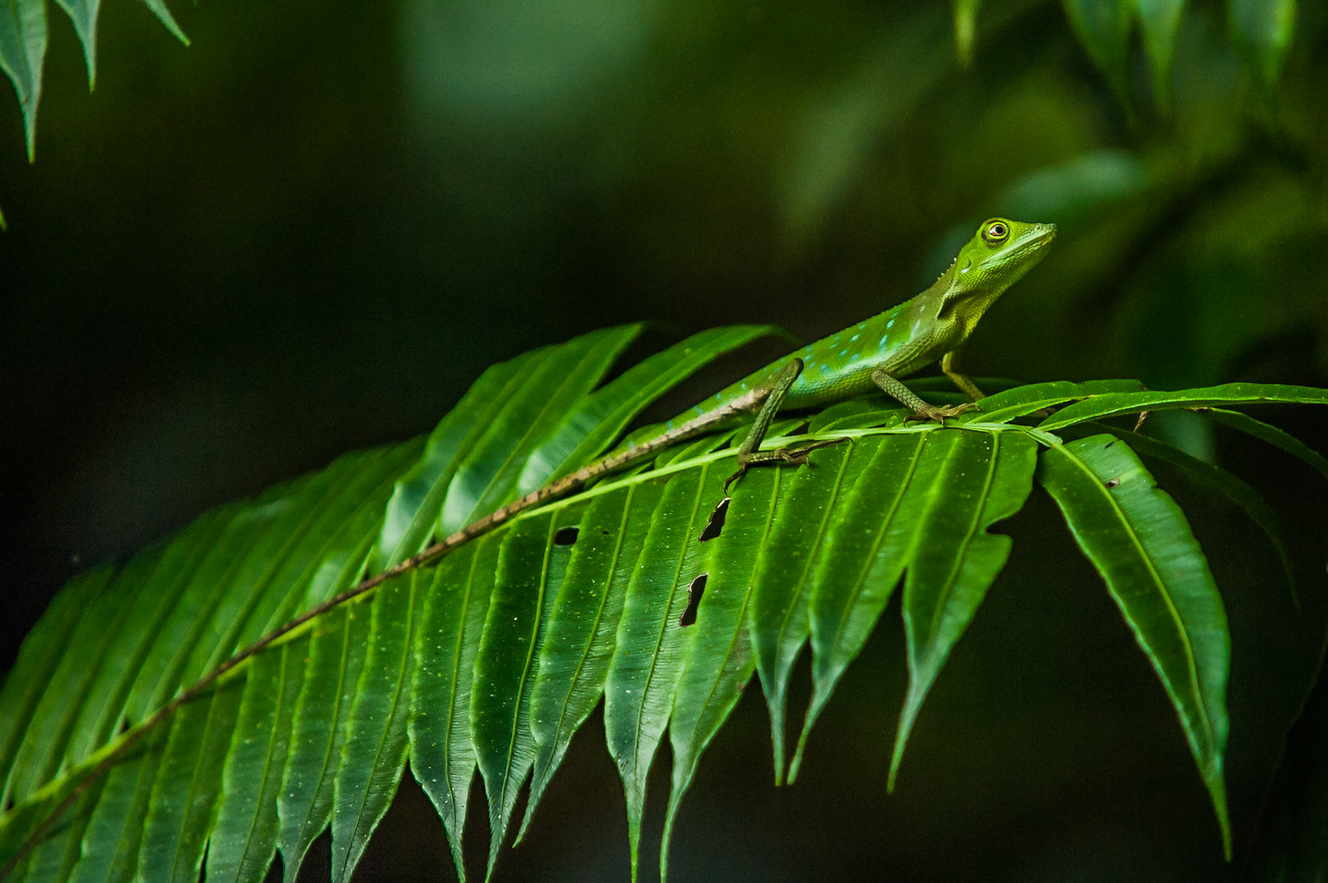 Gunung Mulu National Park, the jewel of Malaysian Borneo.Listed as a World Heritage Site in 2000, and rightly so. It hosts some of the biggest and most impressive caves in the world… The Mulu 'Showcaves'. We spent 3 days in Mulu, in a private jungle chalet and explored the Deer and Lang Cave, the Clear Water Cave, the Mulu Skywalk, nightwalks, bird towers and canoe trips down the river to Longhouses. Flying into the tiny airport in Mulu, over the jungle canopy in an ATR72, an experience in itself! A must see for a true Borneo experience. Highly recommeded… even if you cant use tripods in the caves!