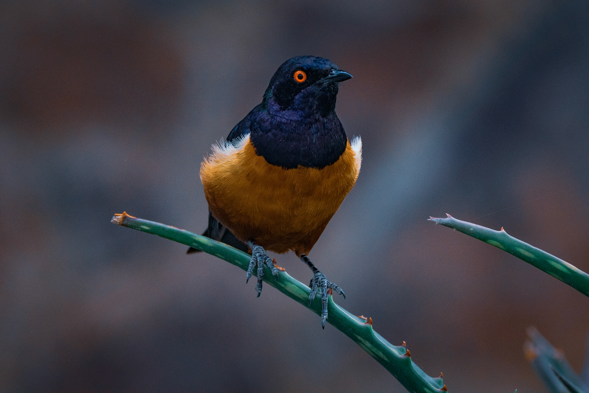 Hildebrandt’s Starling