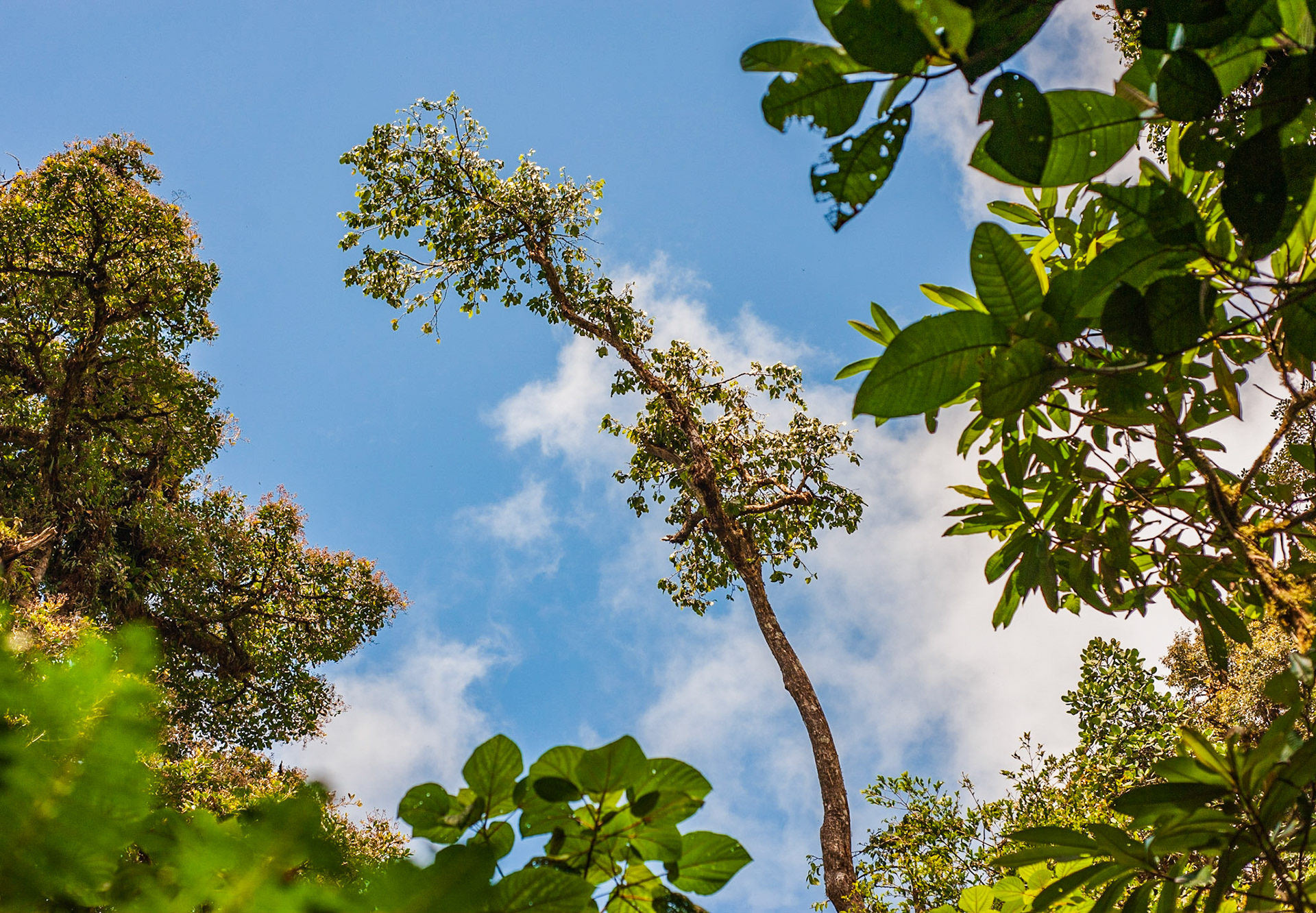 Canopy Opening