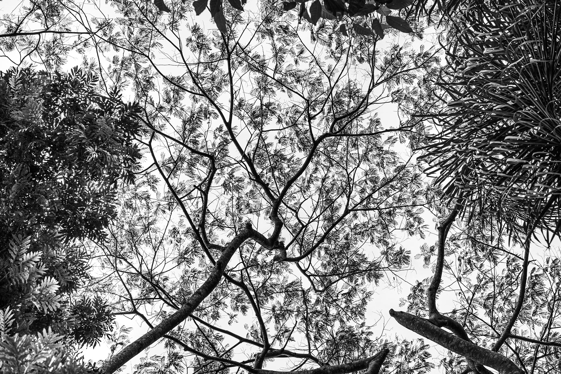 The Canopy