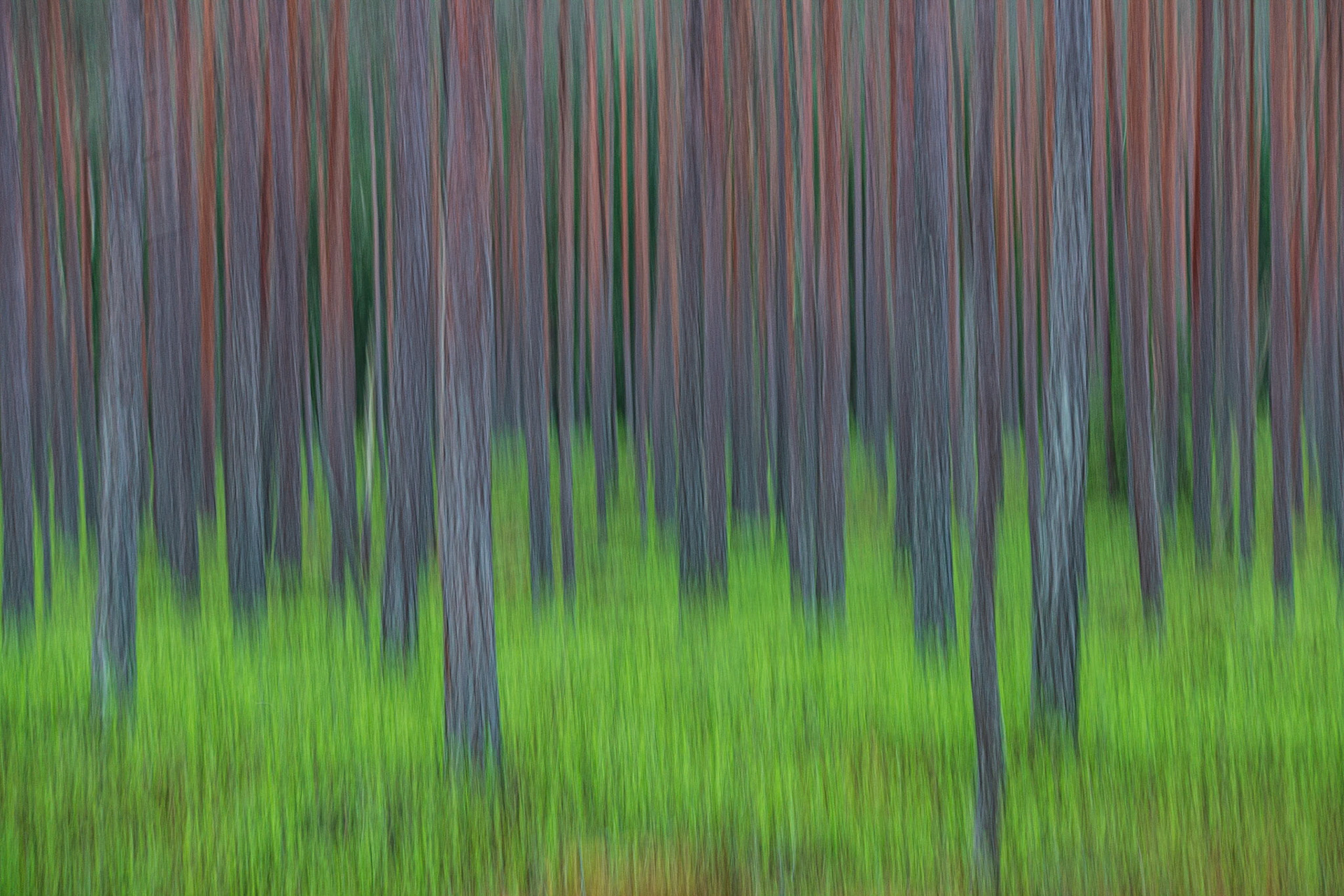 The Forest Floor