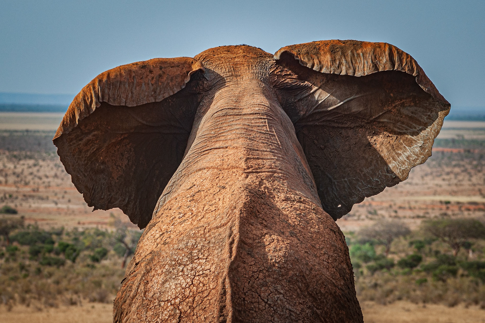 African Elephant, Loxodonta africana. Tsavo East National Park, Kenya. I patiently watched the herd make the long walk up to the watering hole in the late afternoon heat, arriving to a much needed cooling drink and bathe.Elephants tend to drink and bathe daily (although they can go several days without either), this elephant spent considerable time bathing, flapping it's ears to cool down as the mud dried onto it's skin. Large boulders were strewn around the watering hole, and it kept standing its fore legs on them, gaining height over the herd, set against the stunning Tsavo East horizon.