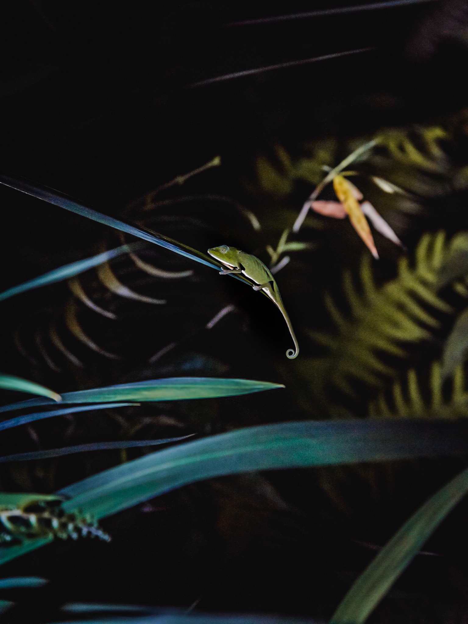 We came across this little fellow during a night walk in the Ranomafana National Park, Madagascar. We were able to light him discreetly by torch light while I captured this shot.
