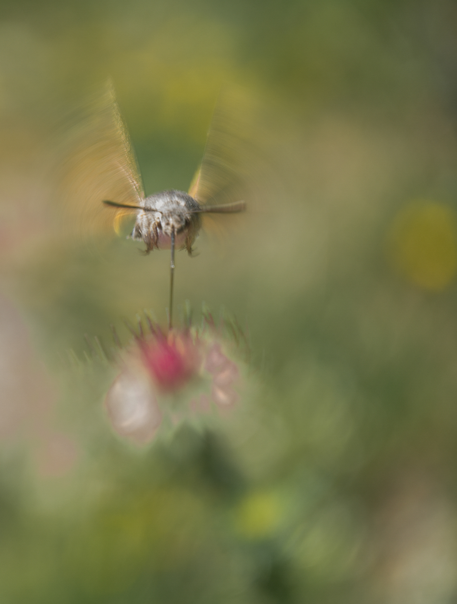 Pollinating, 2021