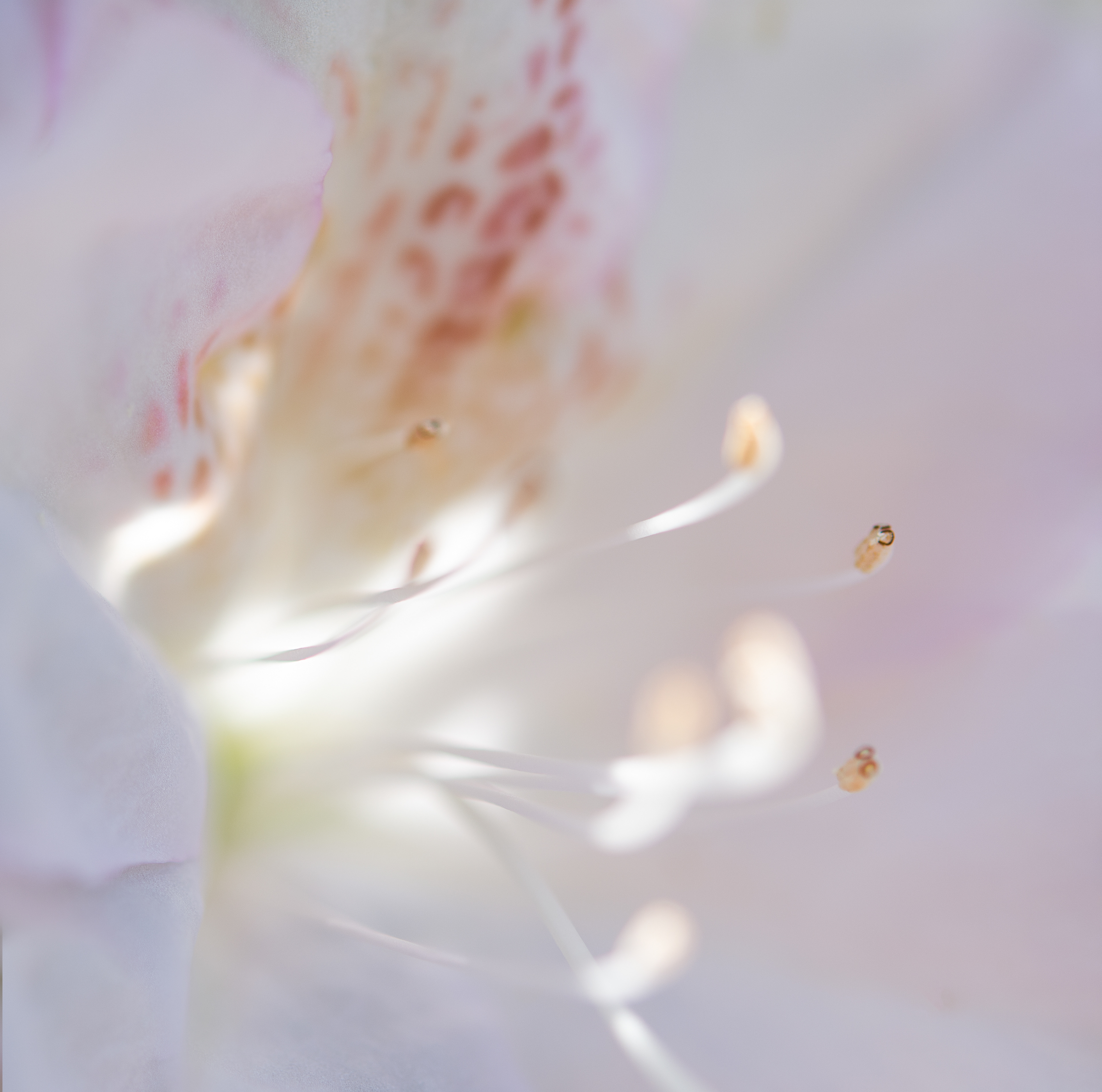 Kind Colours Flower, 2022