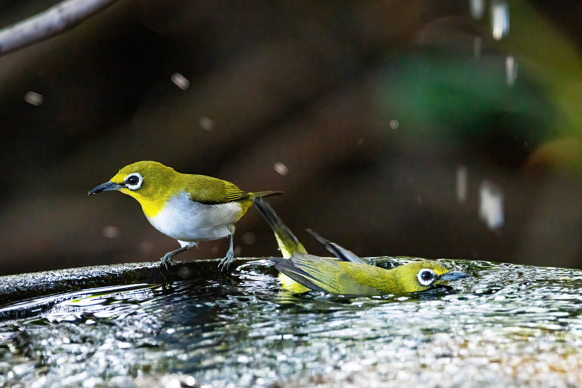 Oriental white-eye