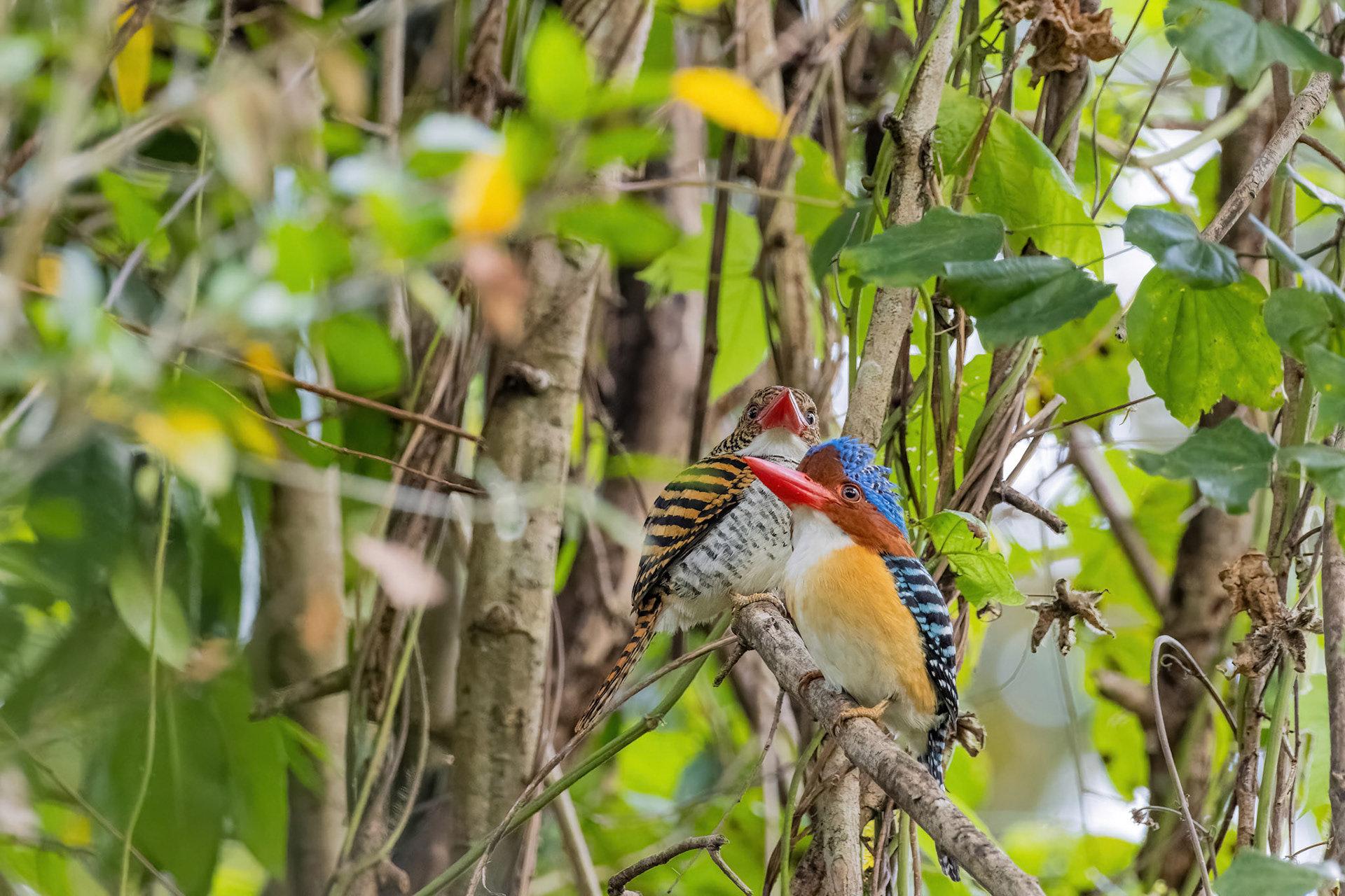 Banded kingfisher