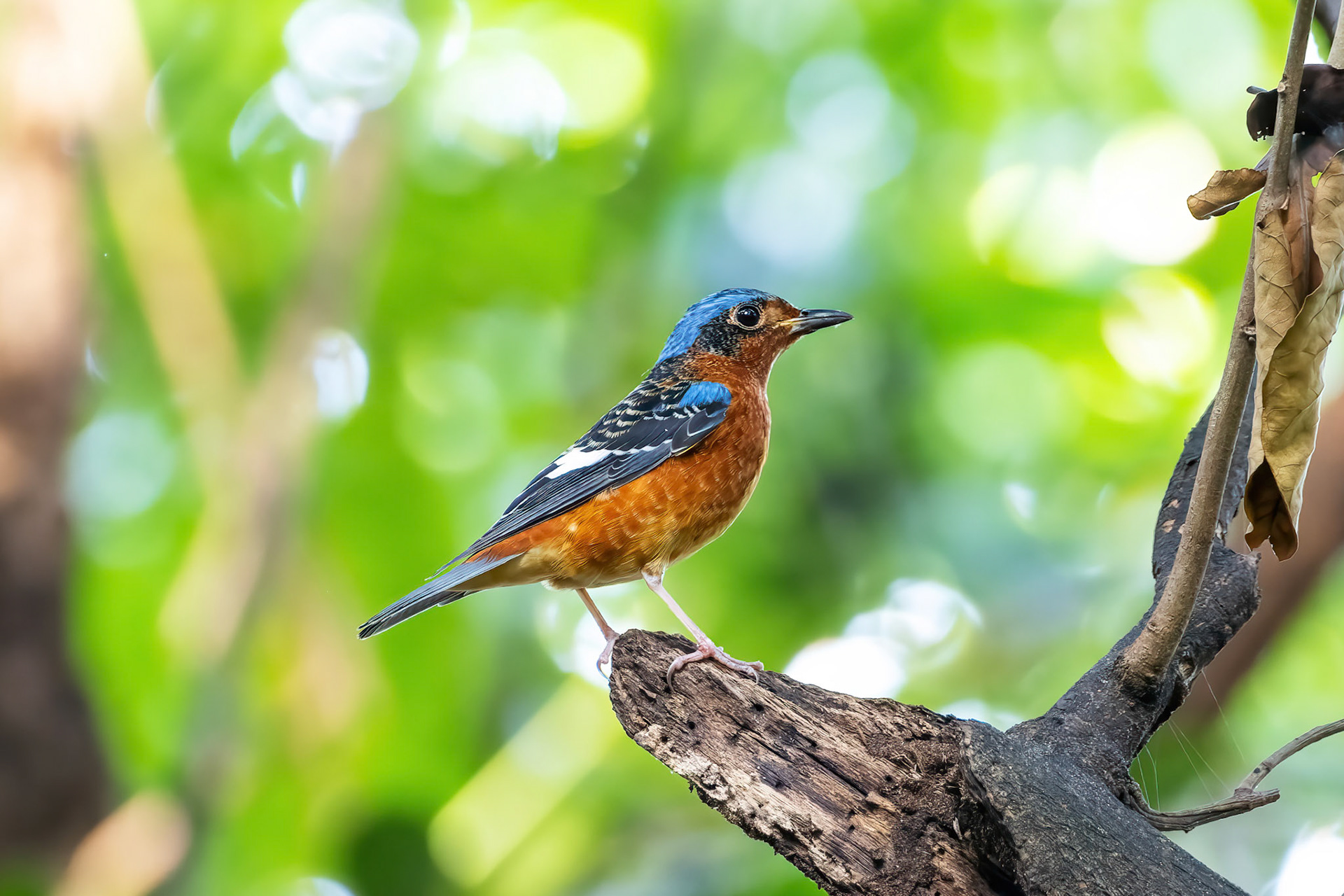 White throated rock thrush (male)