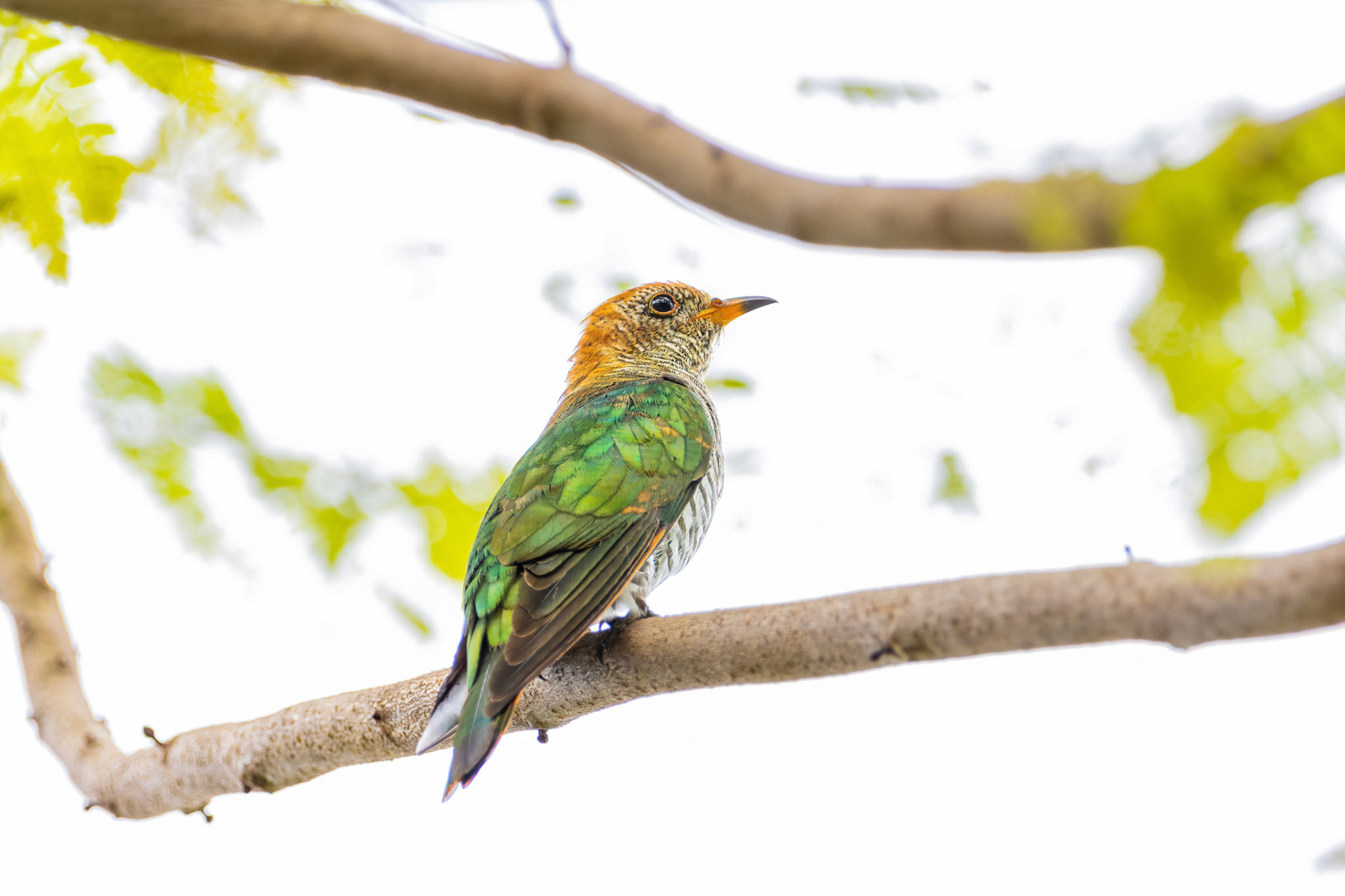 Asian emerald cuckoo (female)