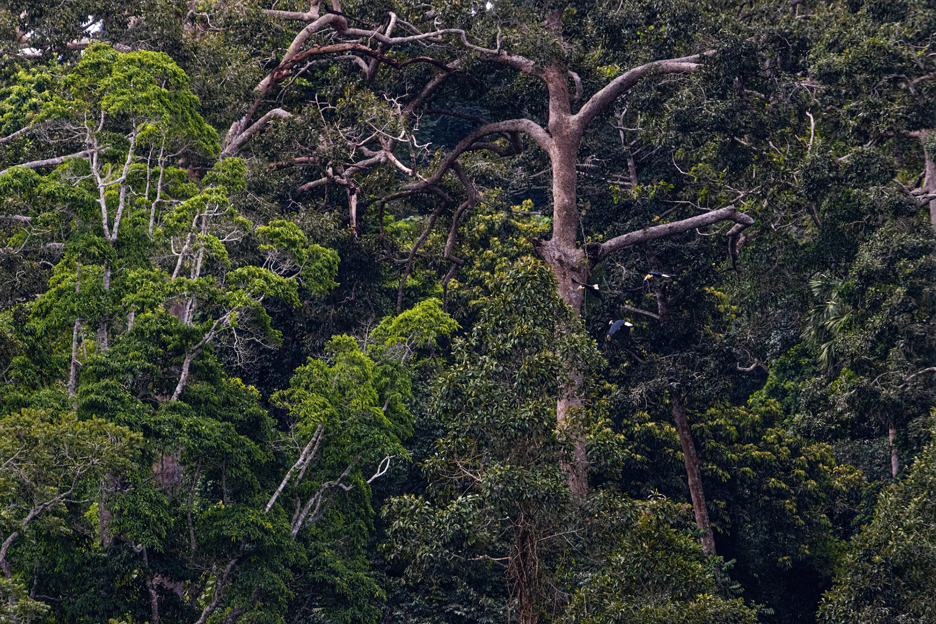 Wreathed hornbill