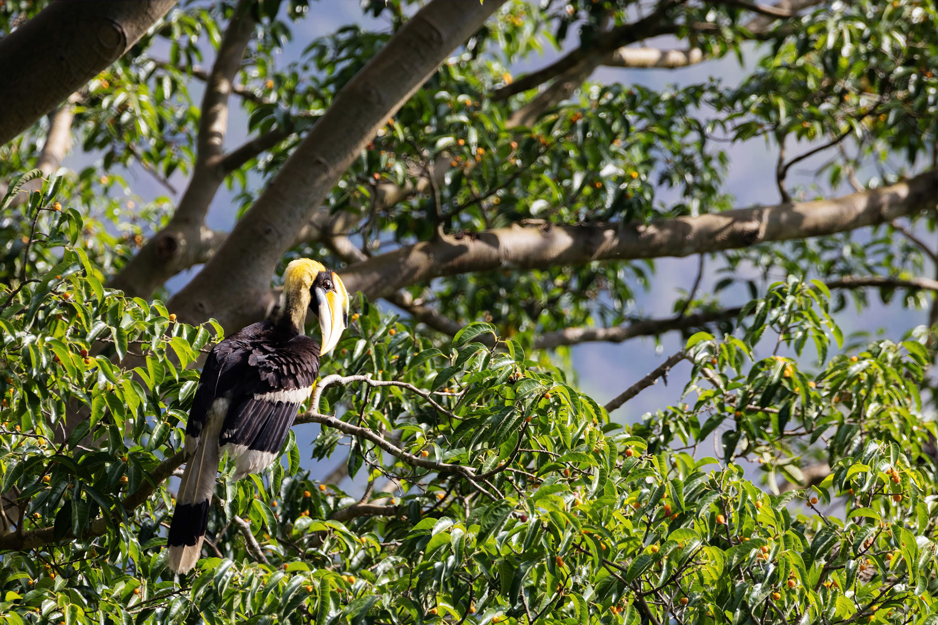 Great hornbill