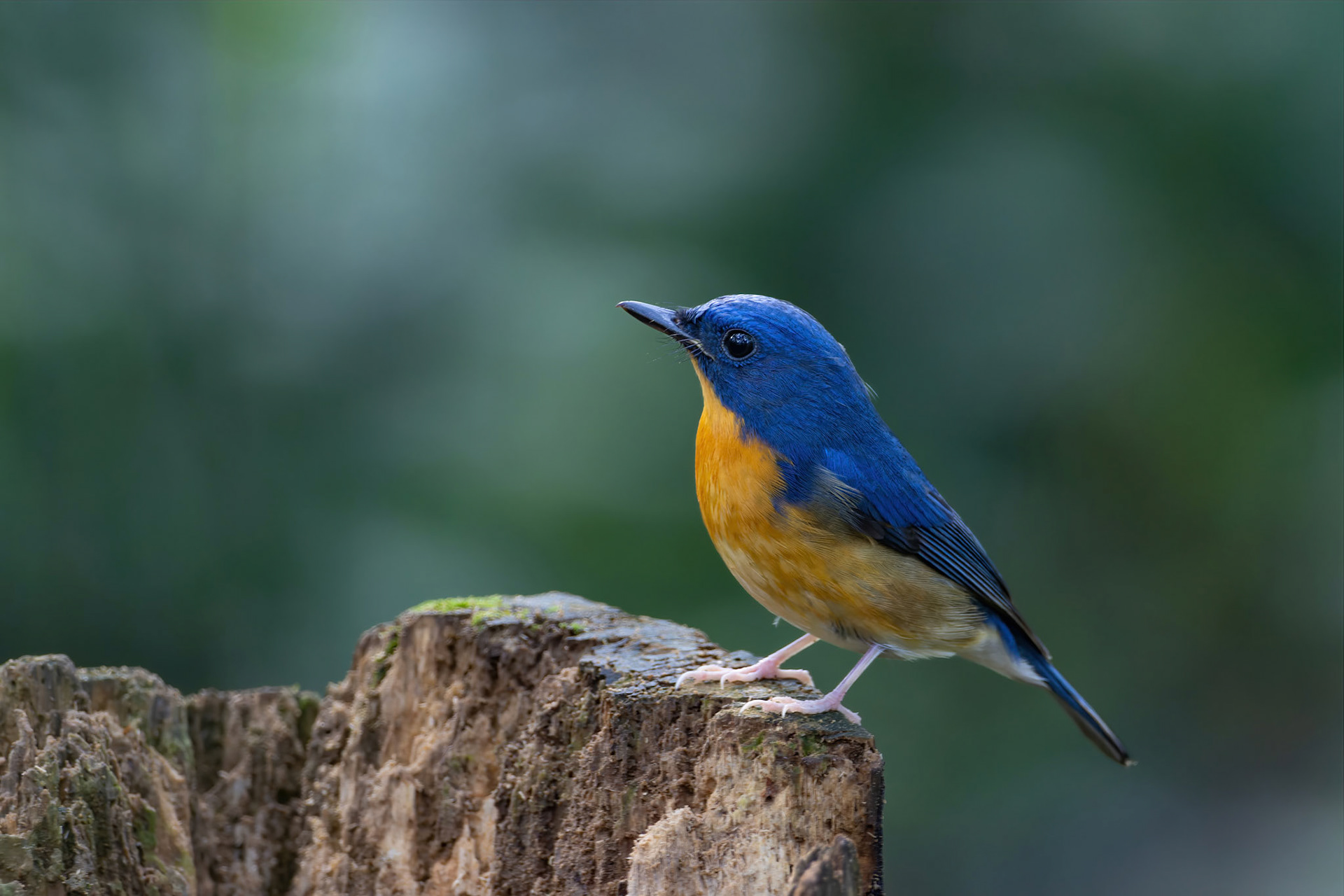 Large blue flycatcher