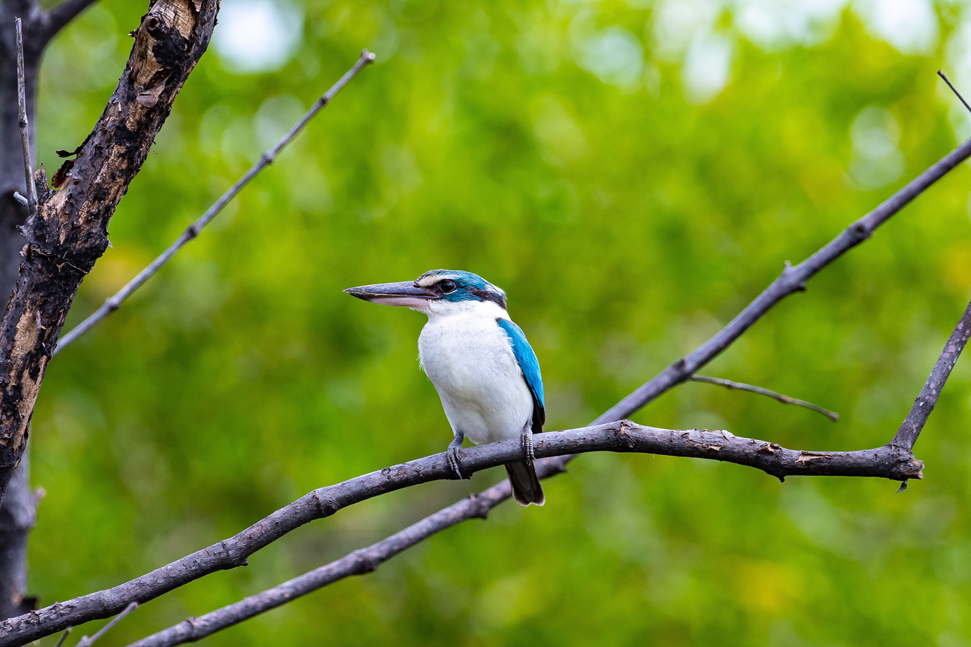 Collared kingfisher