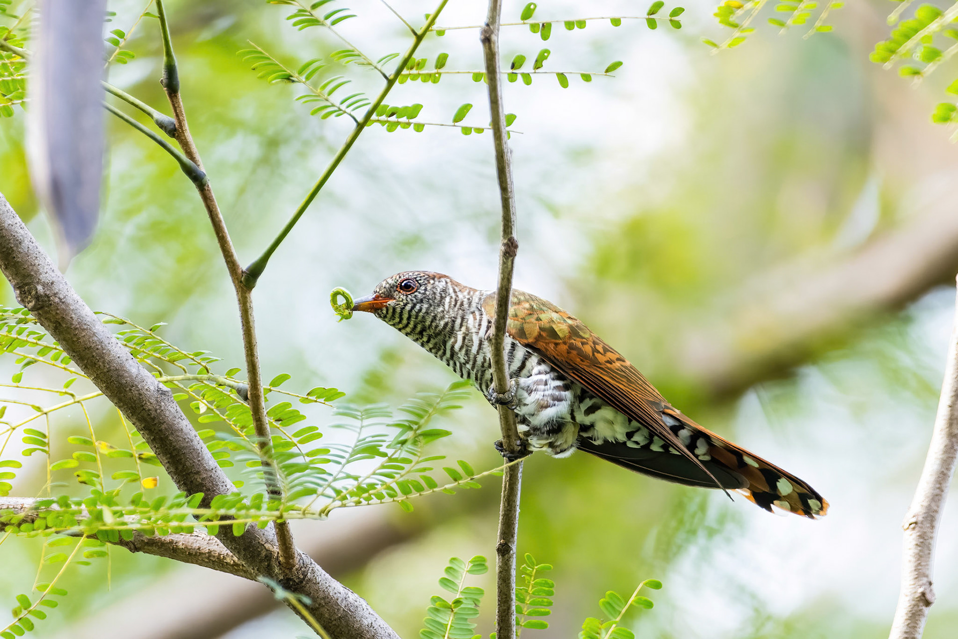 Violet cuckoo (female)