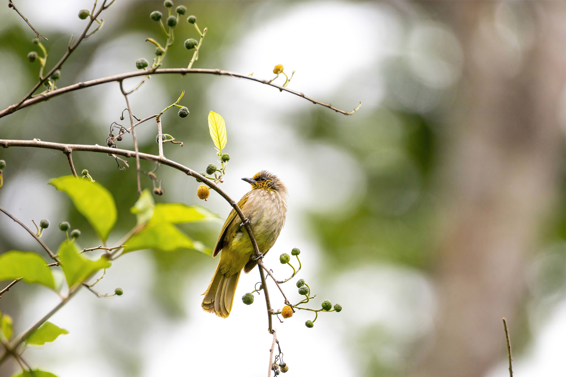 Stripe-throated bulbul