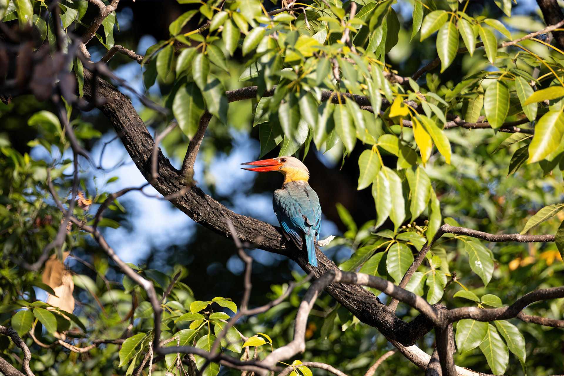Stork-billed kingfisher