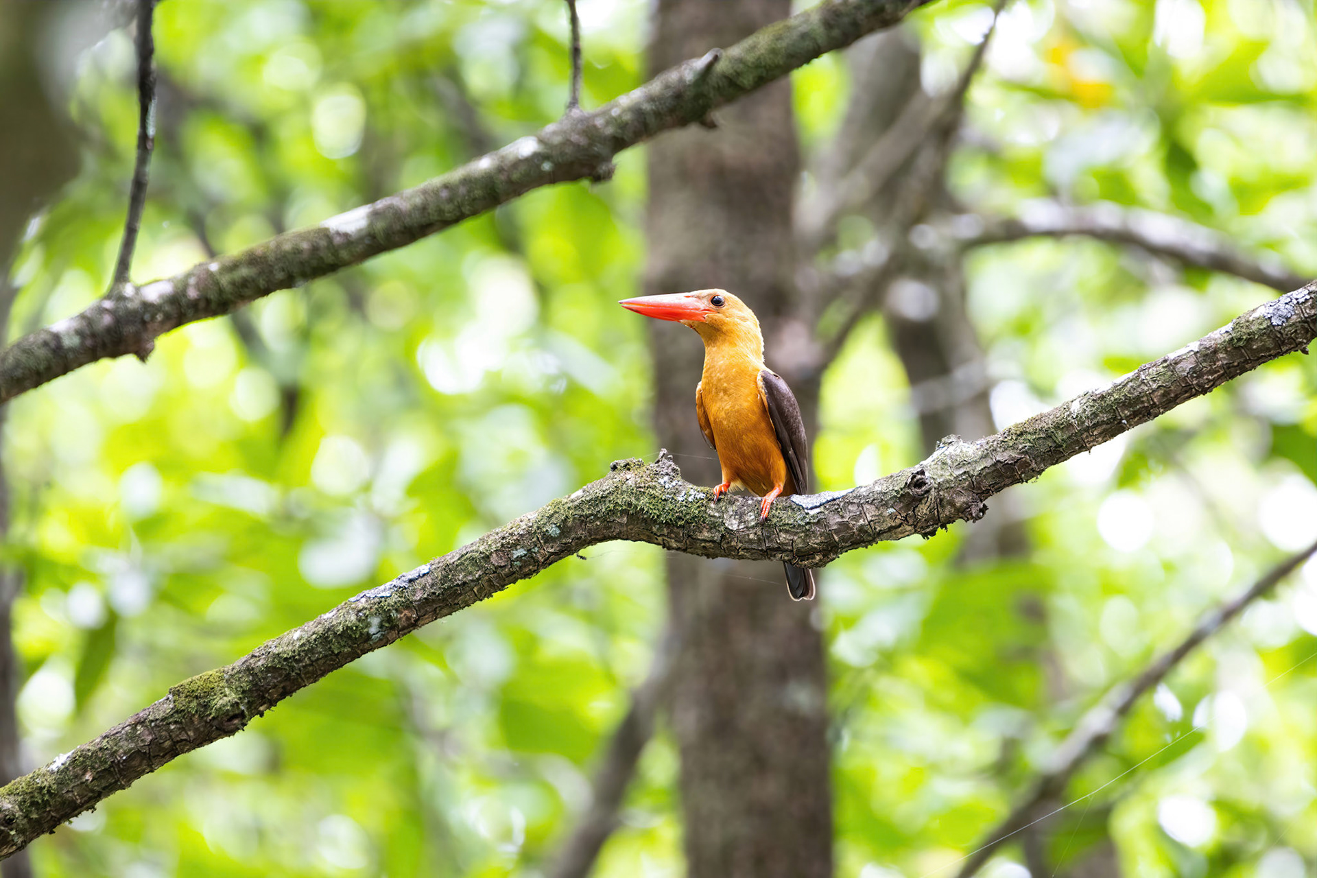 Brown-winged kingfisher