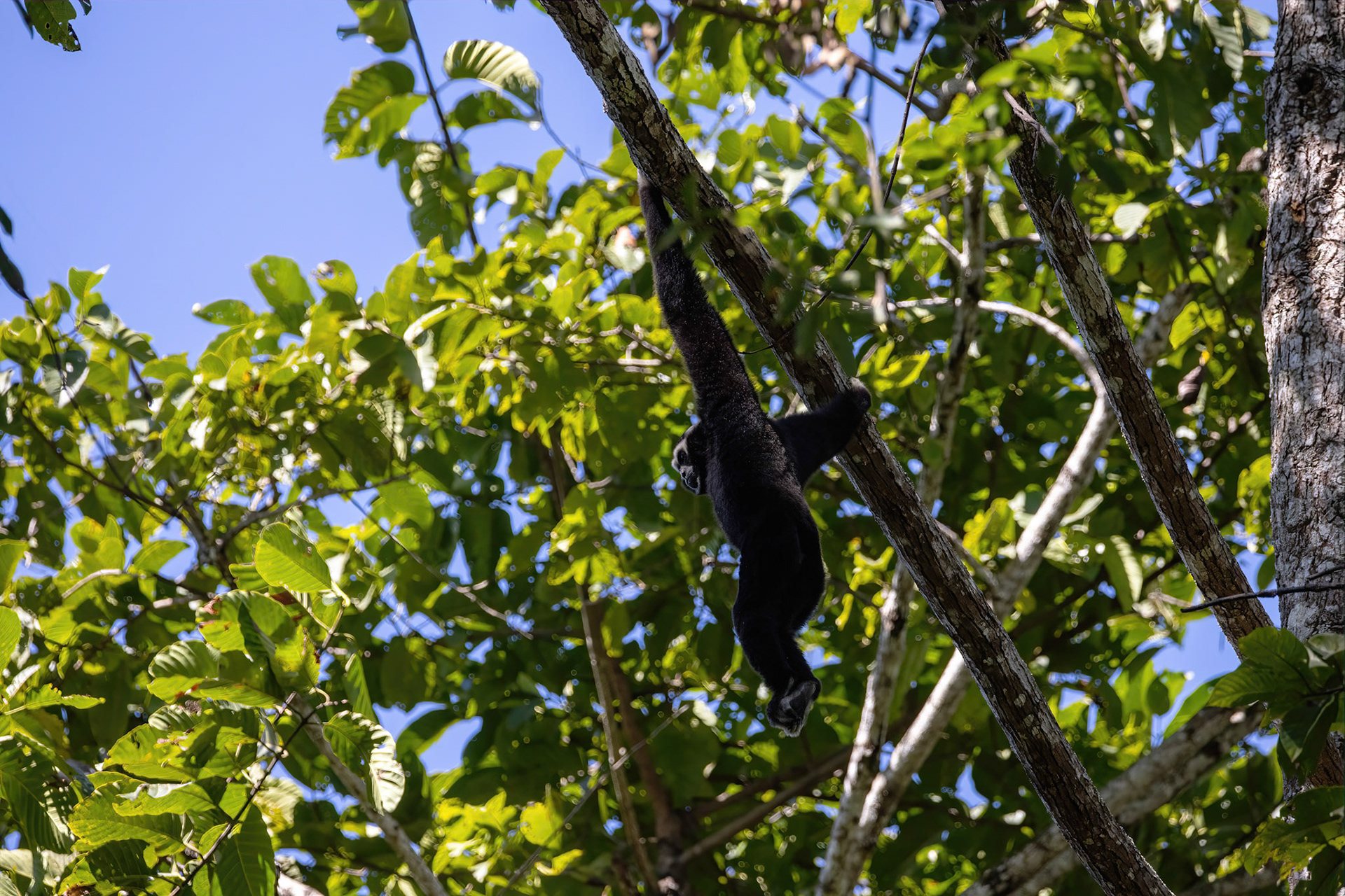 Pileated gibbon