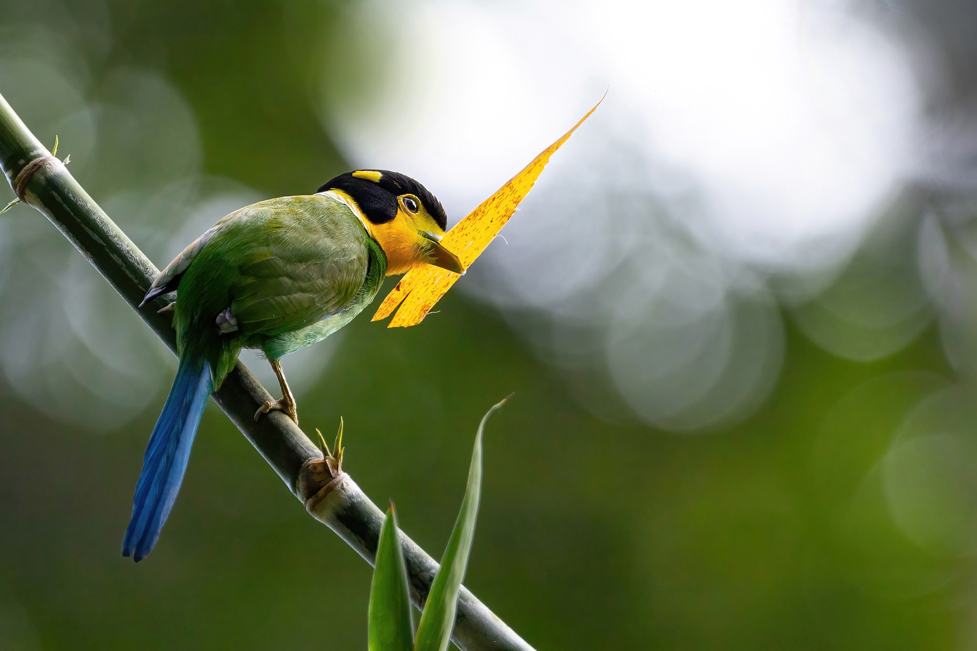 Long-tailed broadbill
