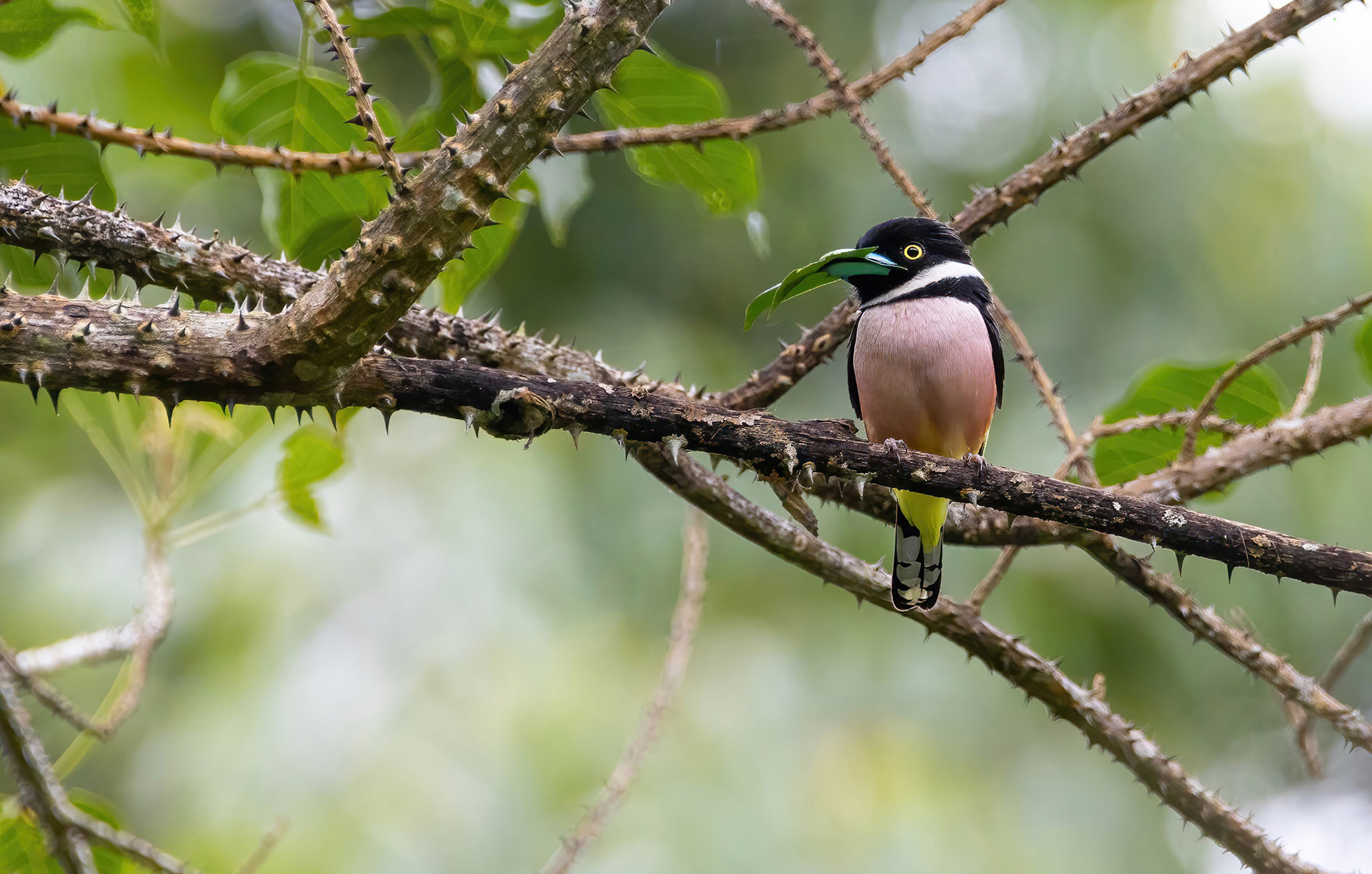 Black-and-yellow Broadbill
