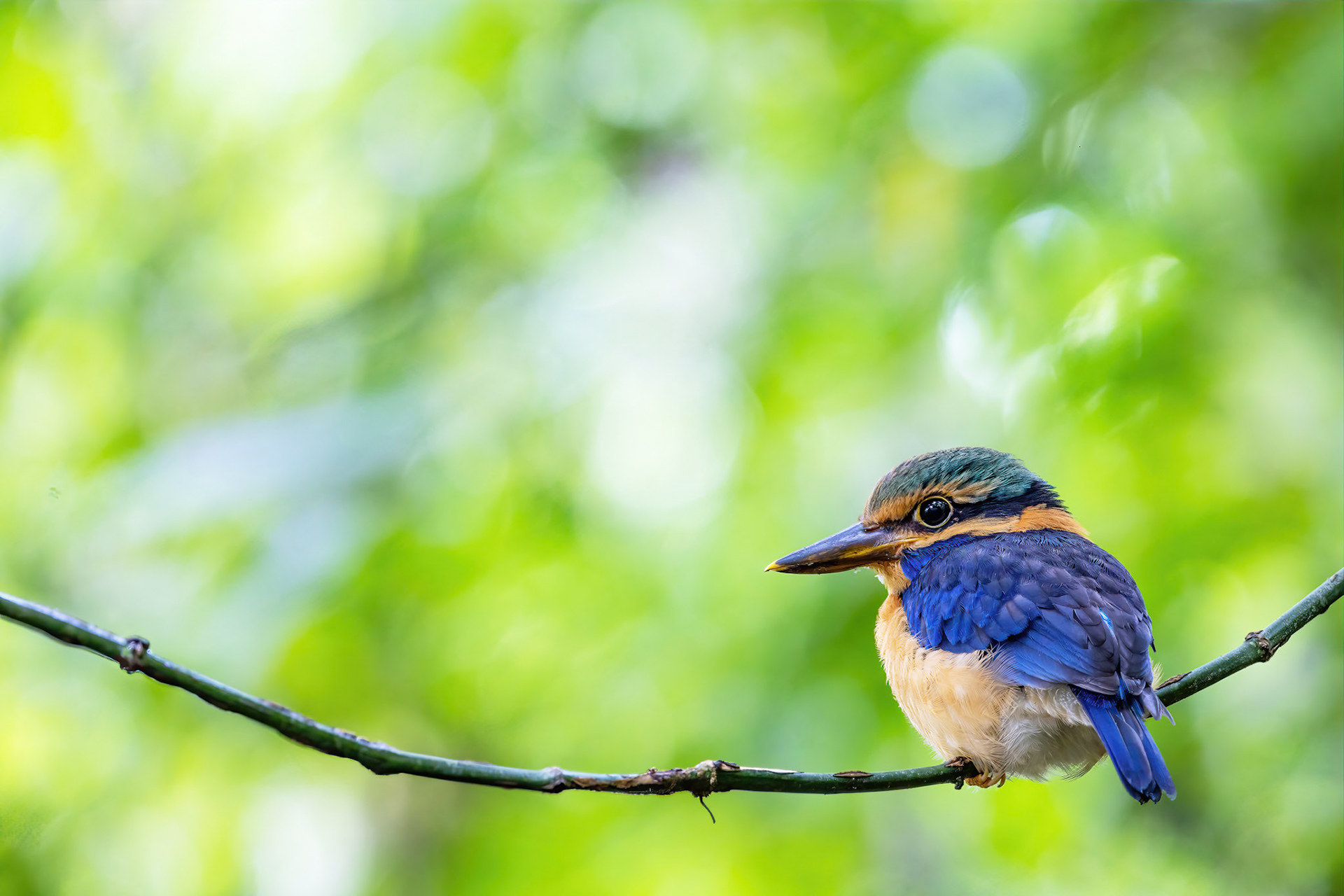 Rufous collared kingfisher (juvenile male)