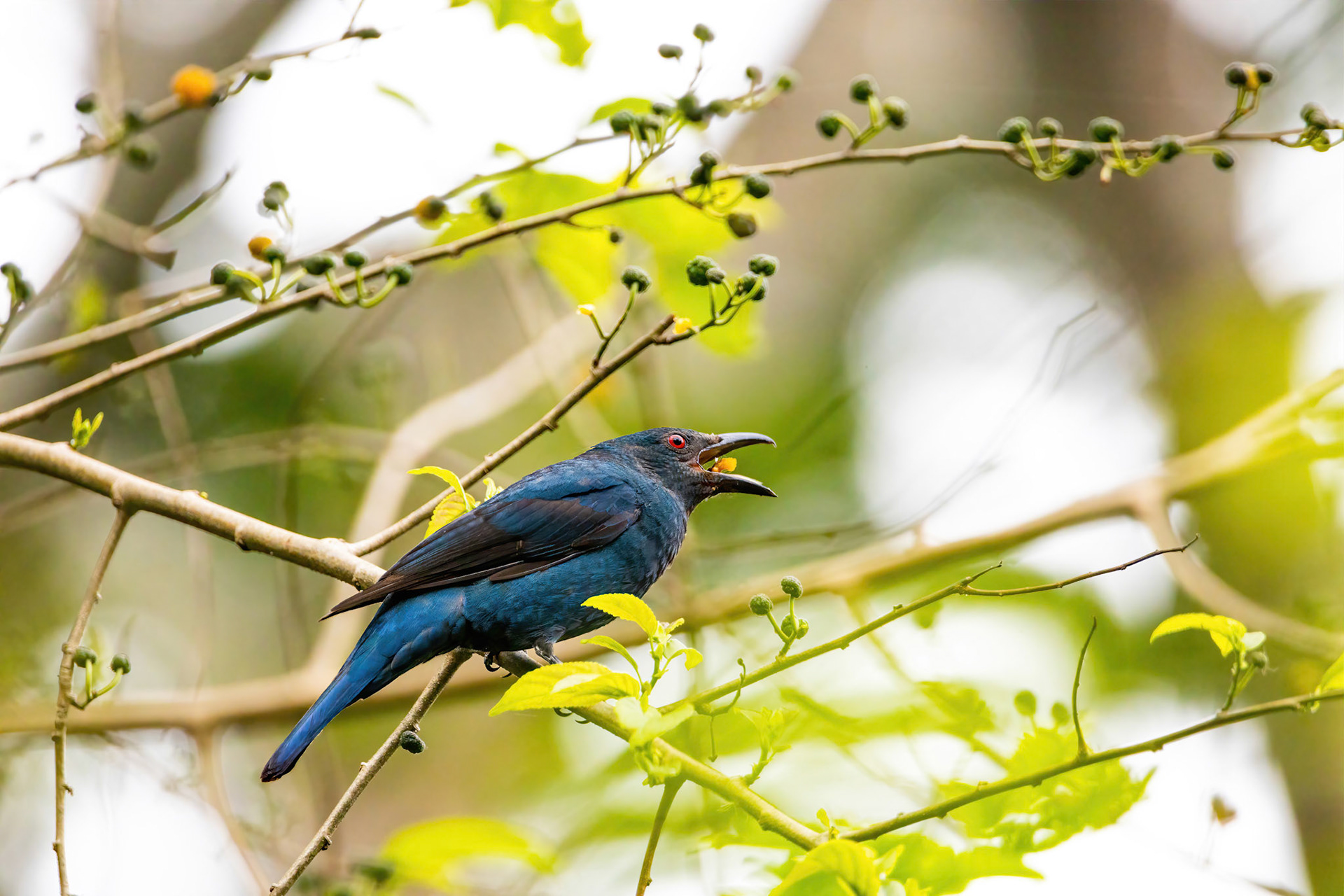Asian fairy bluebird (female)
