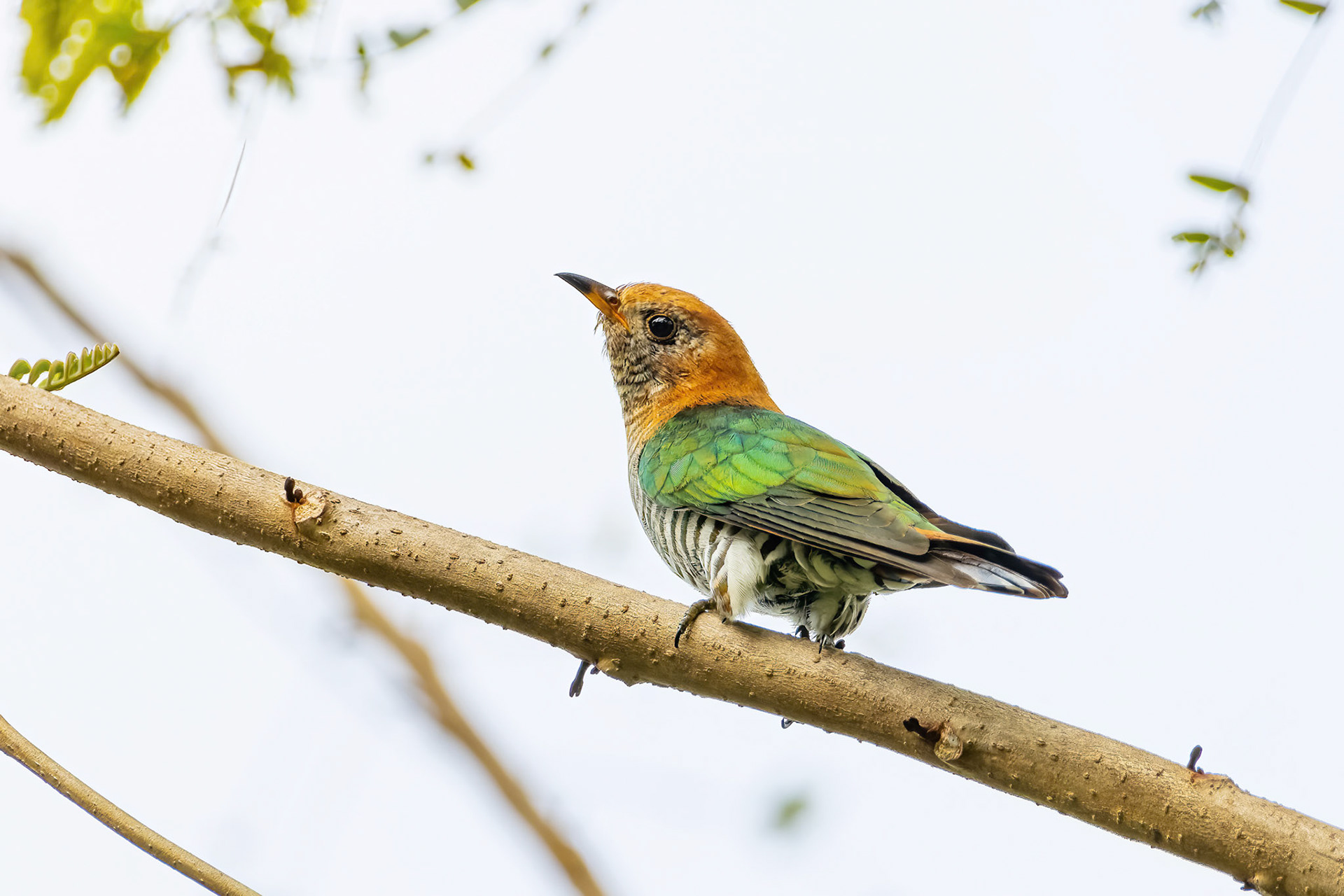 Asian emerald cuckoo (female)