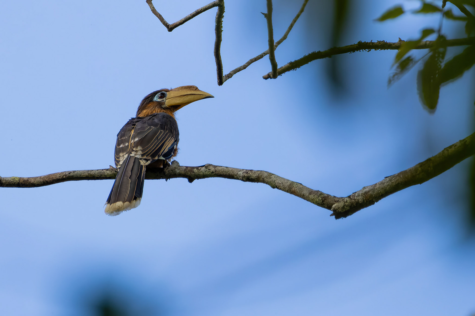 Tickell's brown hornbill (male)