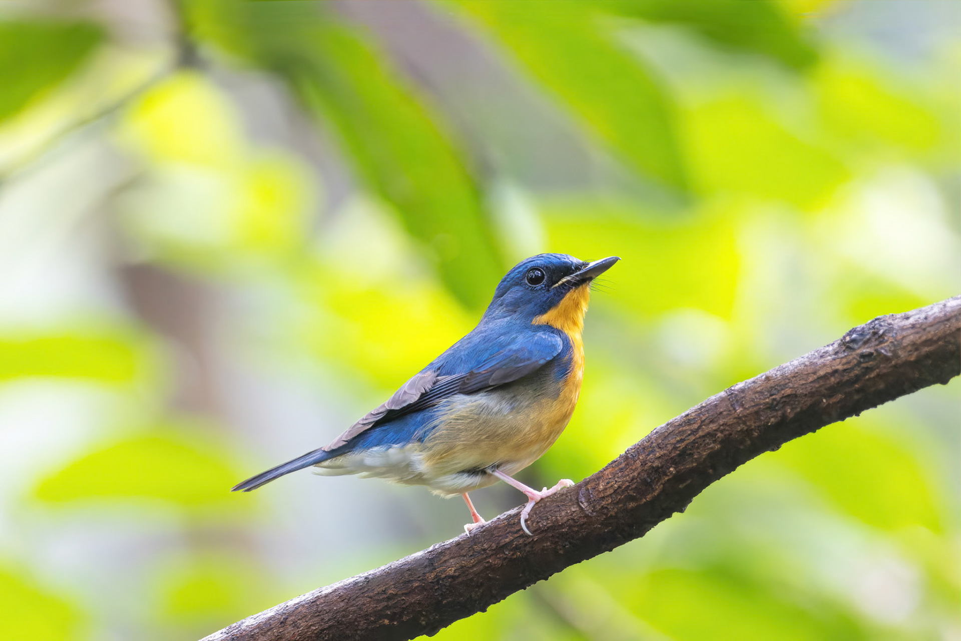 Large blue flycatcher