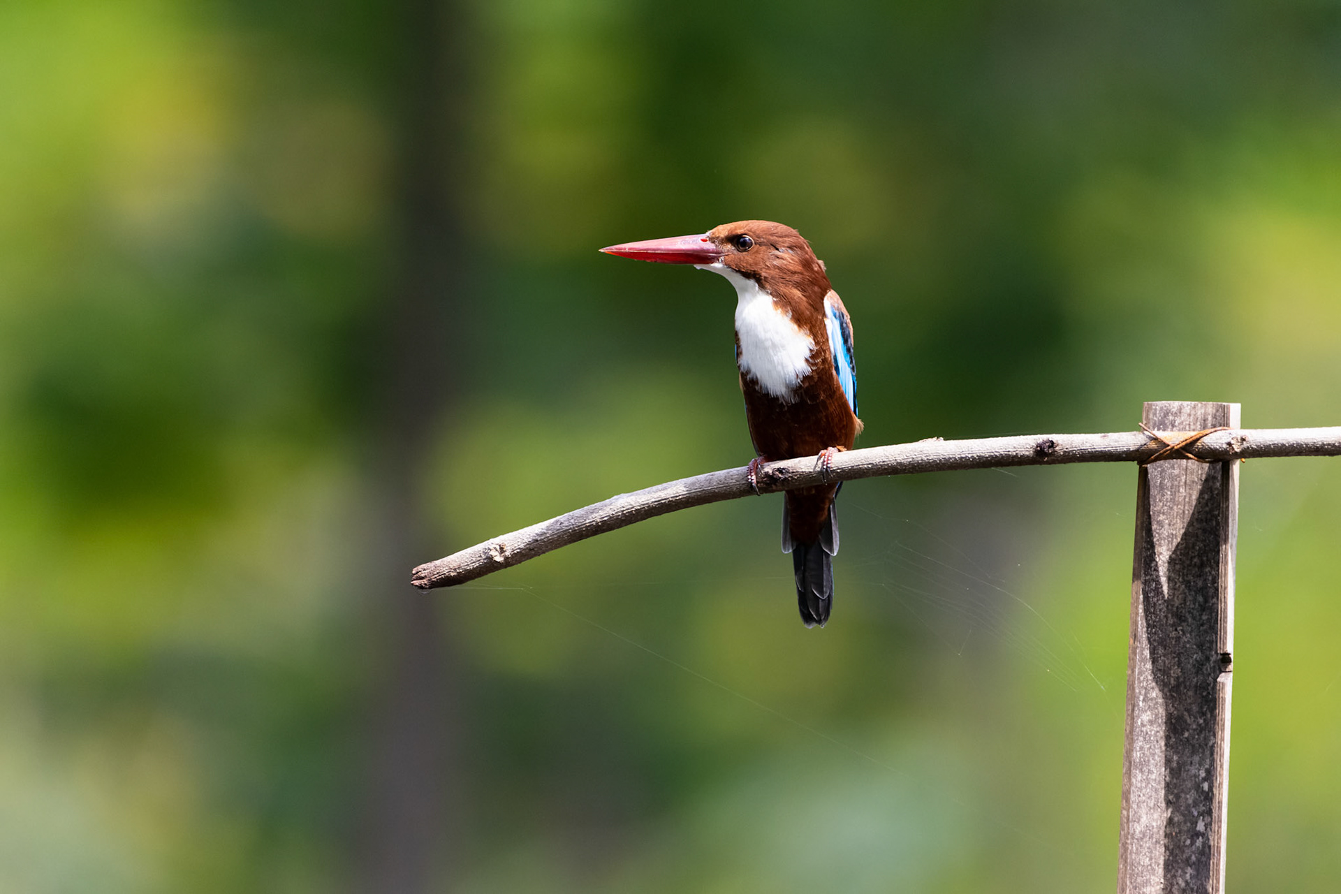 White-throated kingfisher