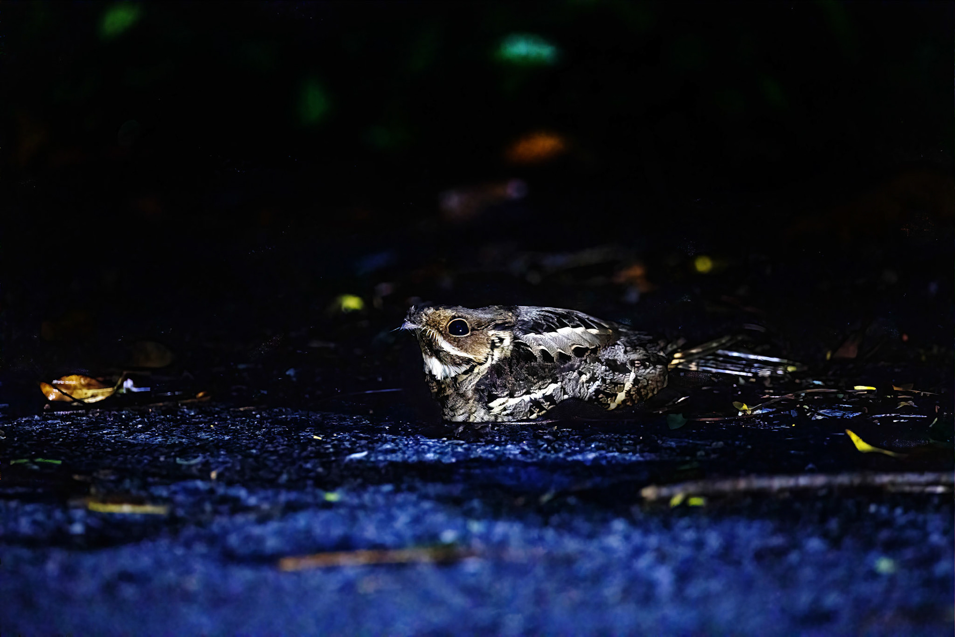 Indian nightjar