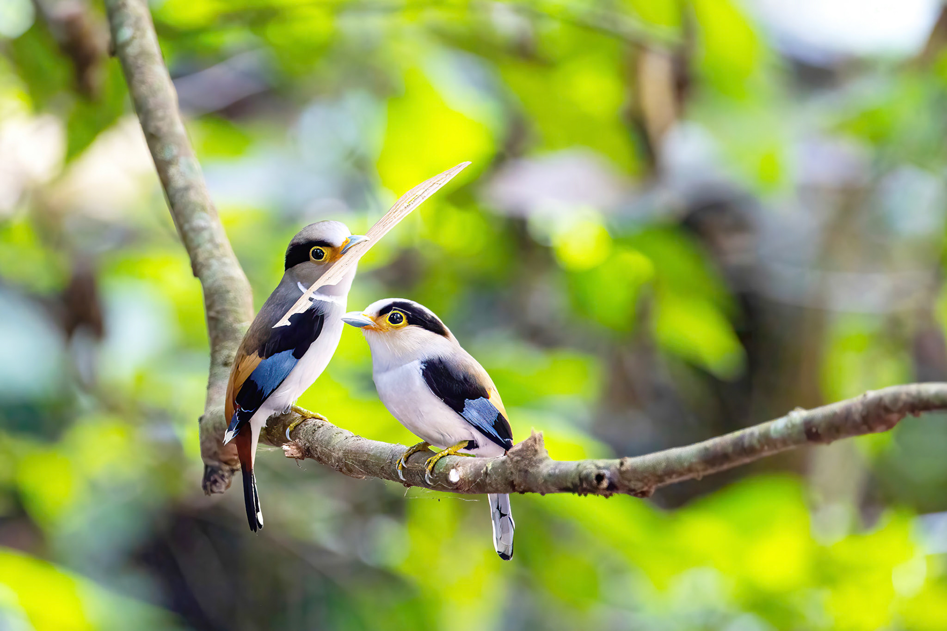 Silver-breasted broadbill
