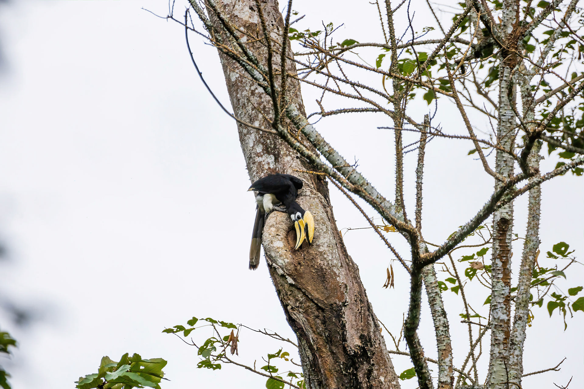 Oriental pied hornbill