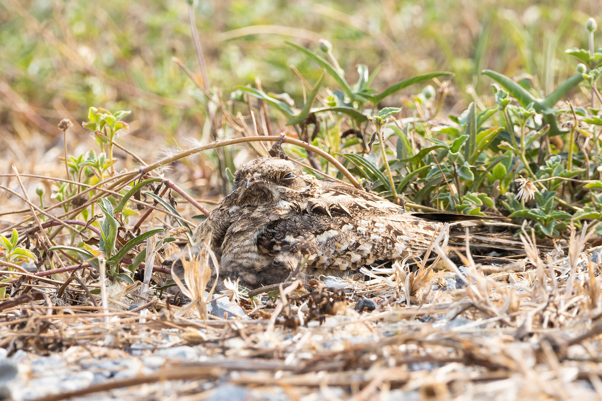 Indian nightjar (with her children)