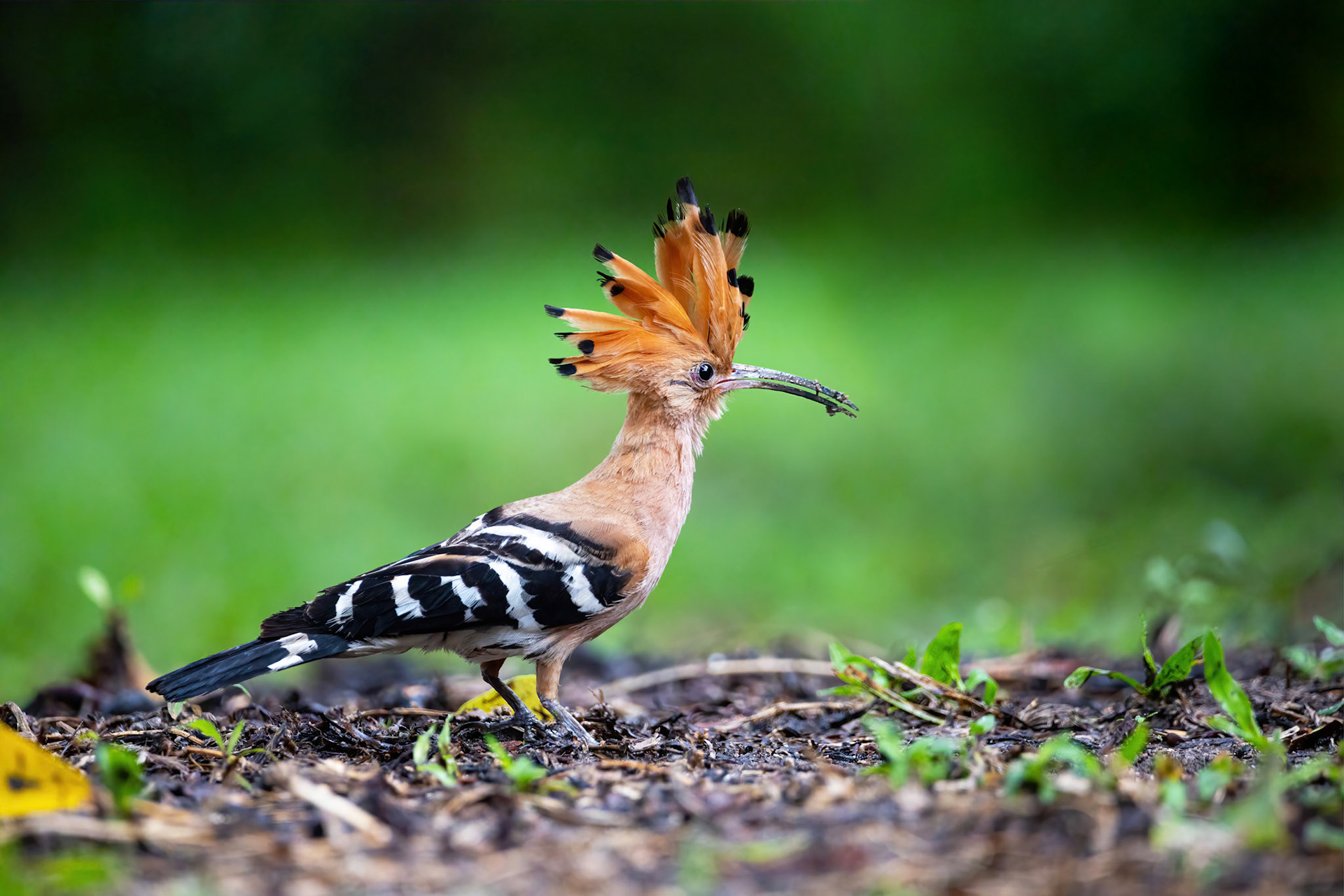Hoopoes