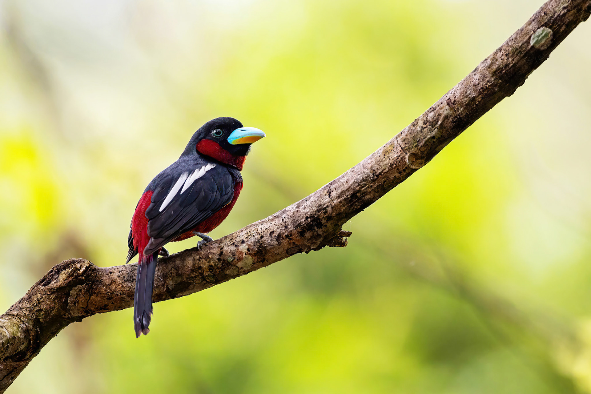 Black-and-red broadbill