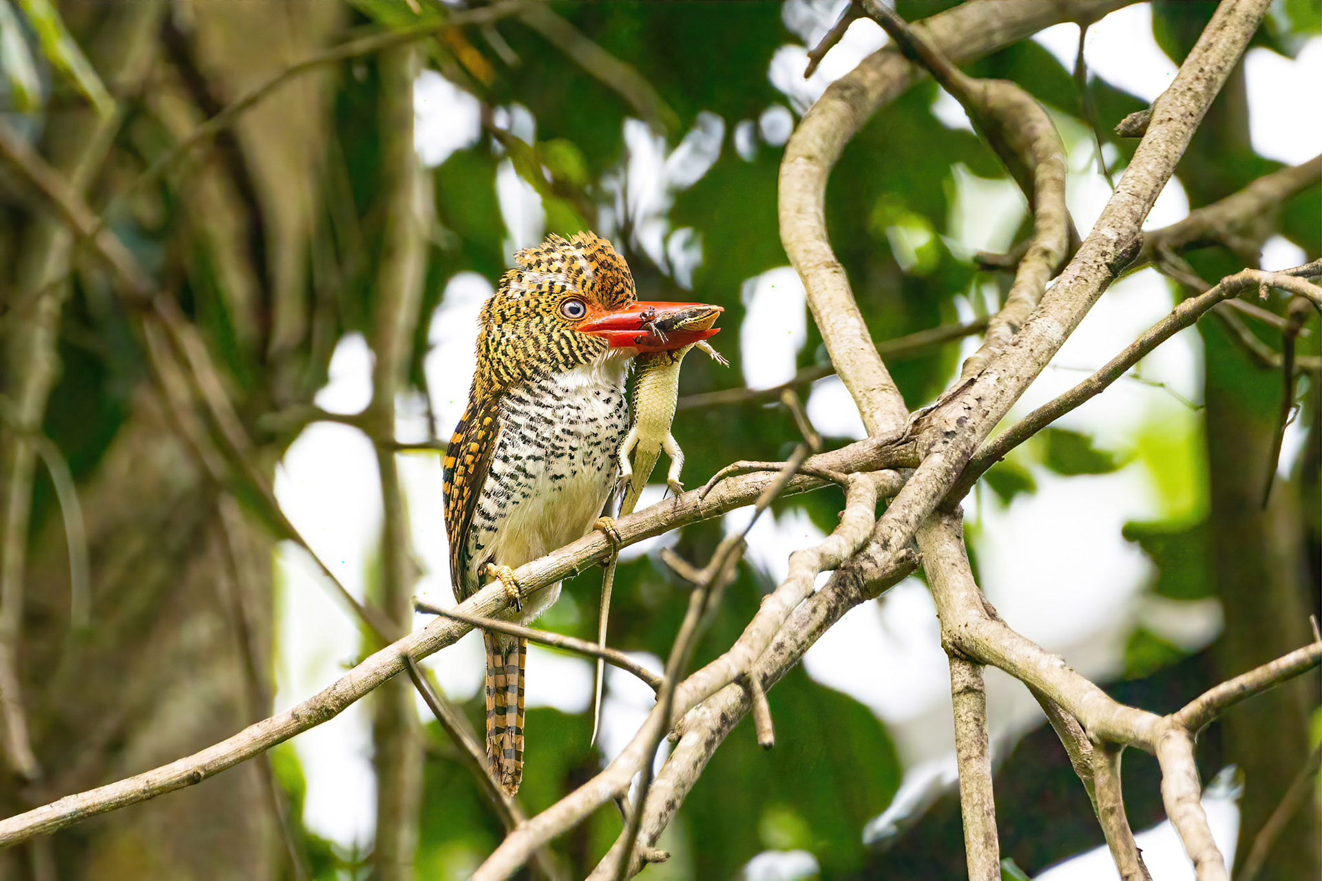 Banded kingfisher (female)