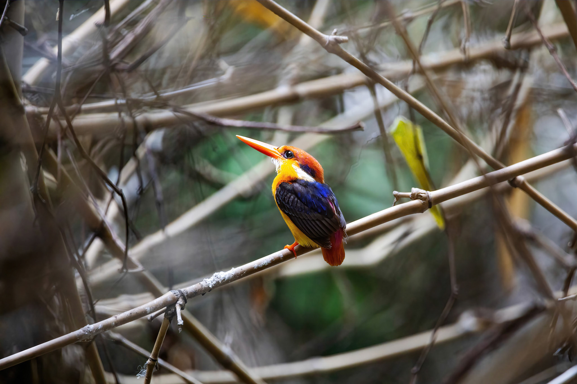 Oriental dwarf kingfisher