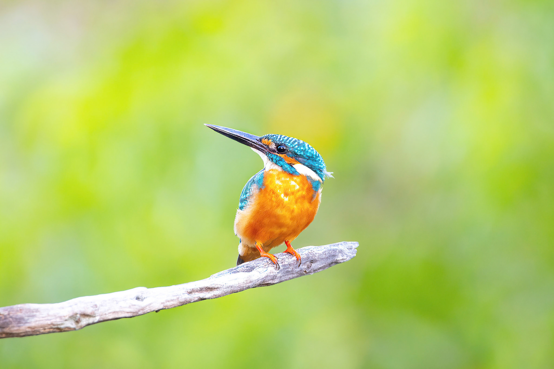 Common kingfisher