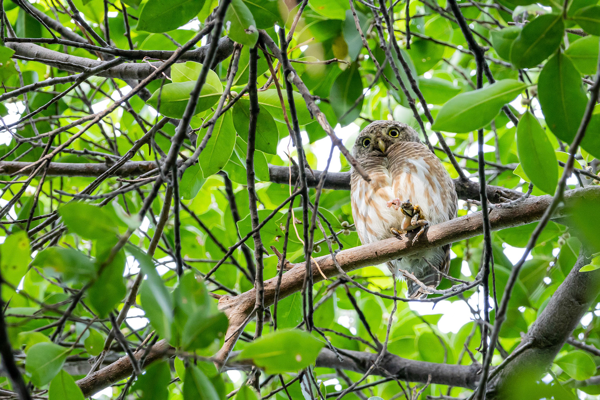 Barred owlet