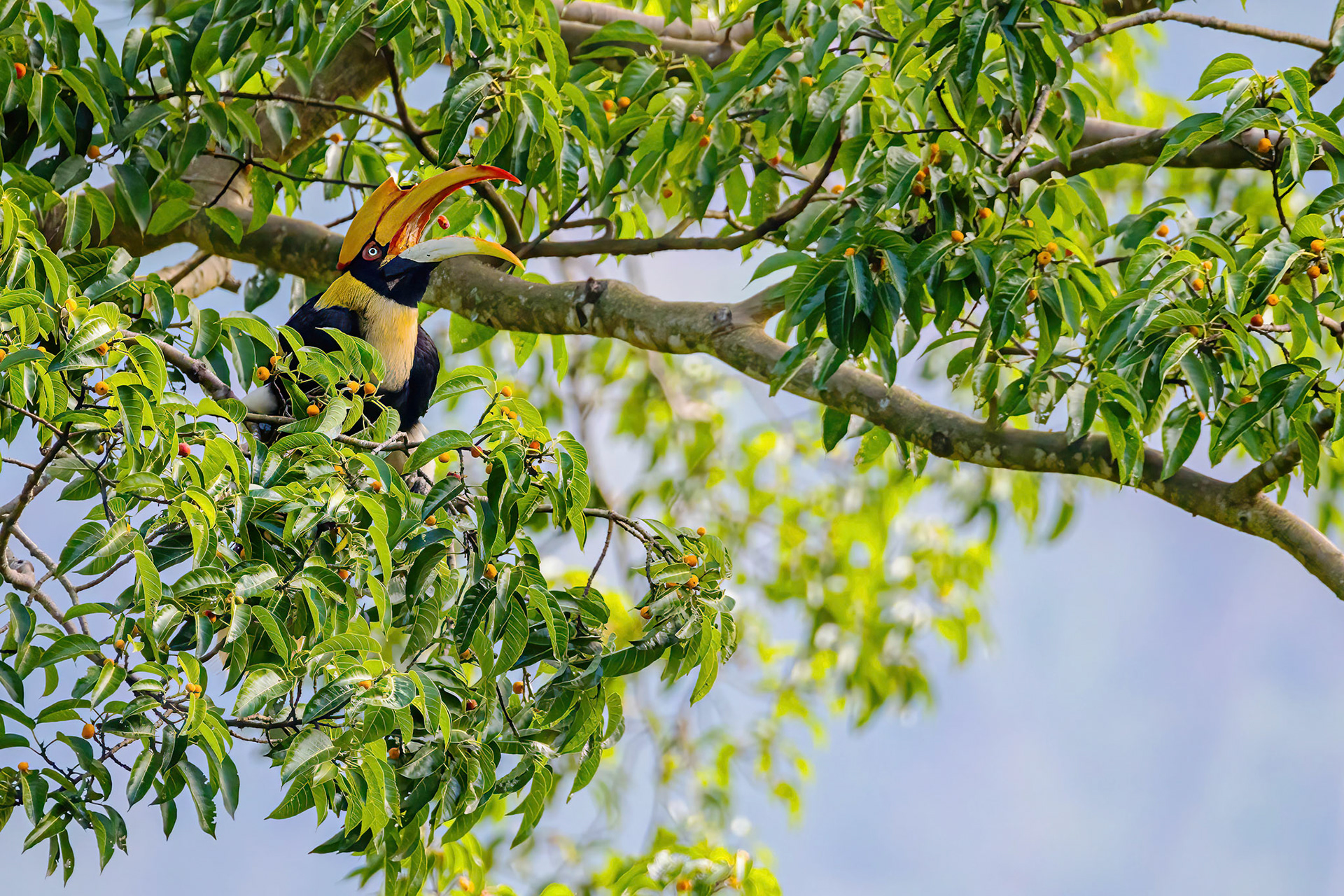 Great hornbill