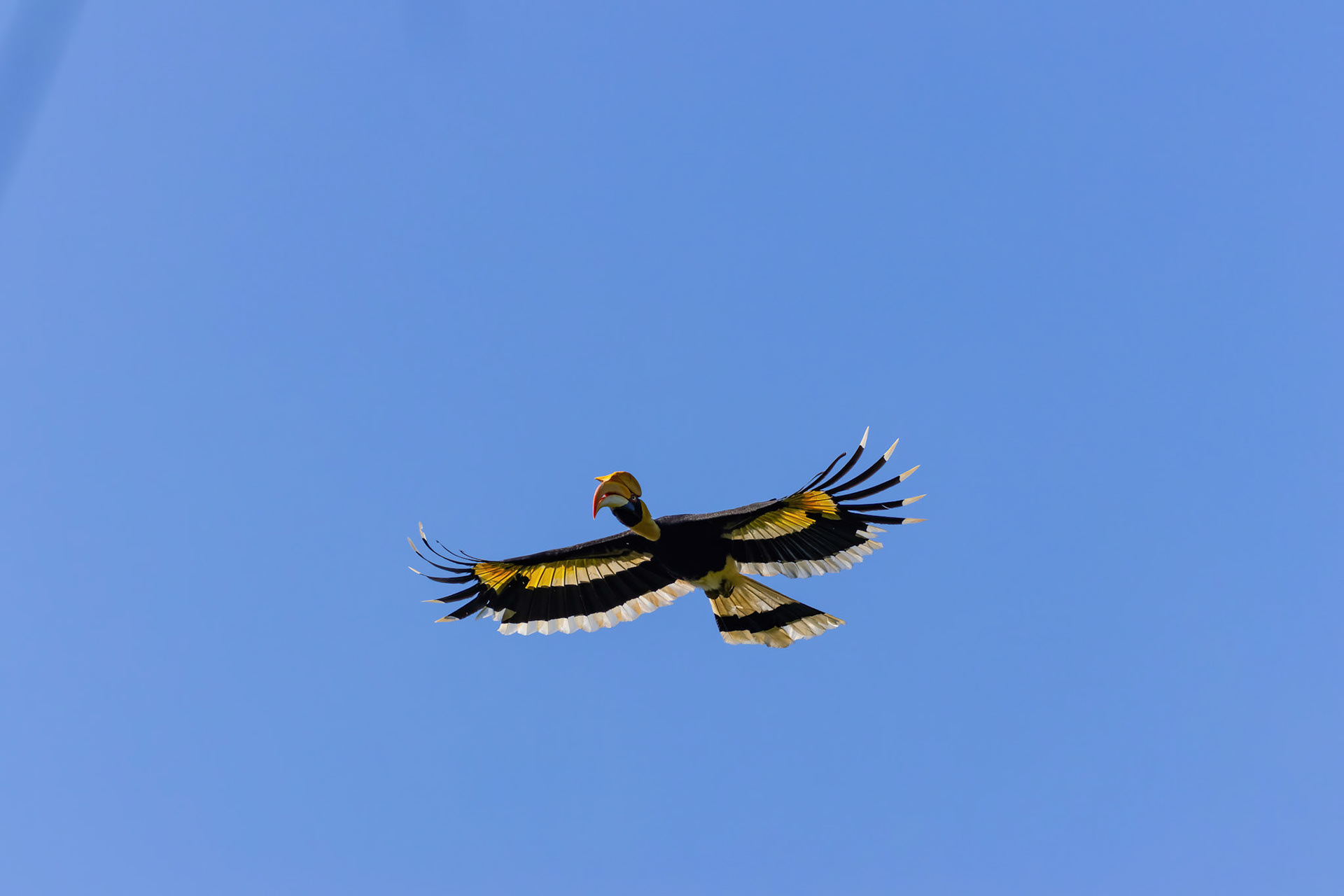 Great hornbill